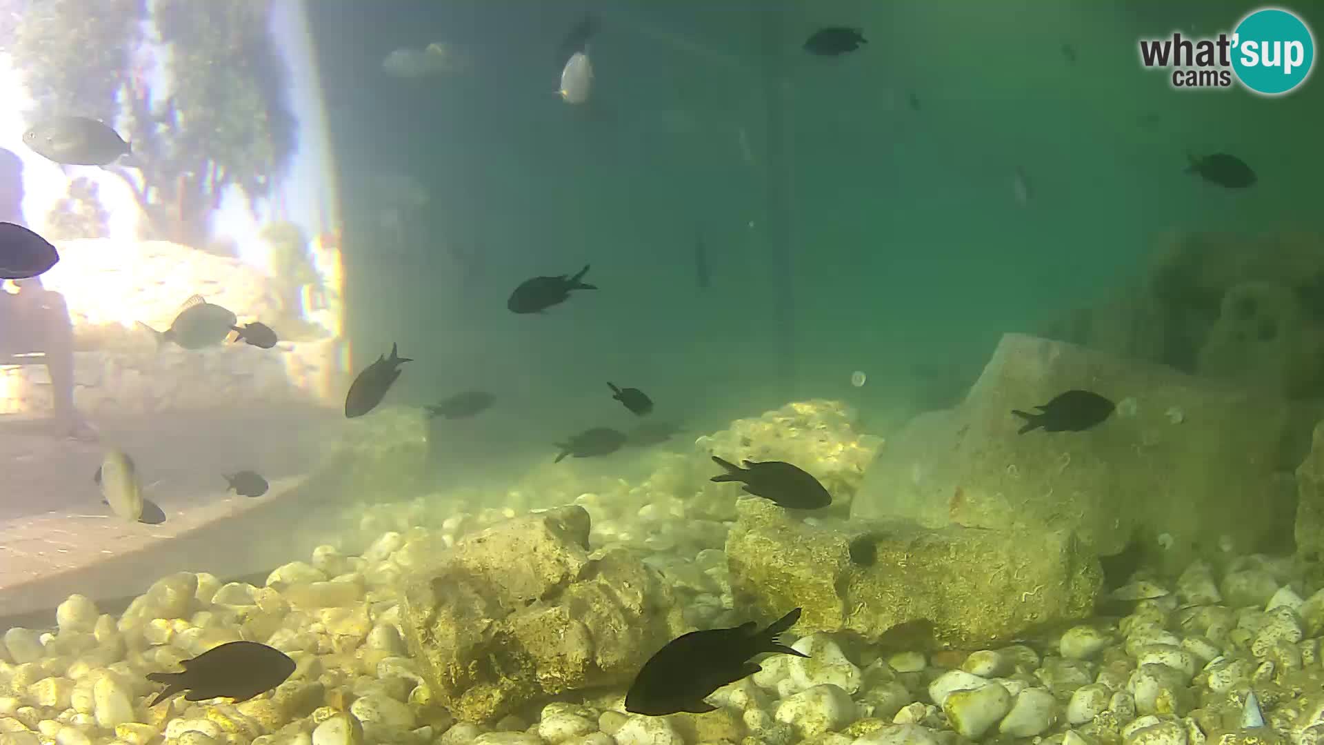 Webcam de l’aquarium marin extérieur de Rogoznica Croatie