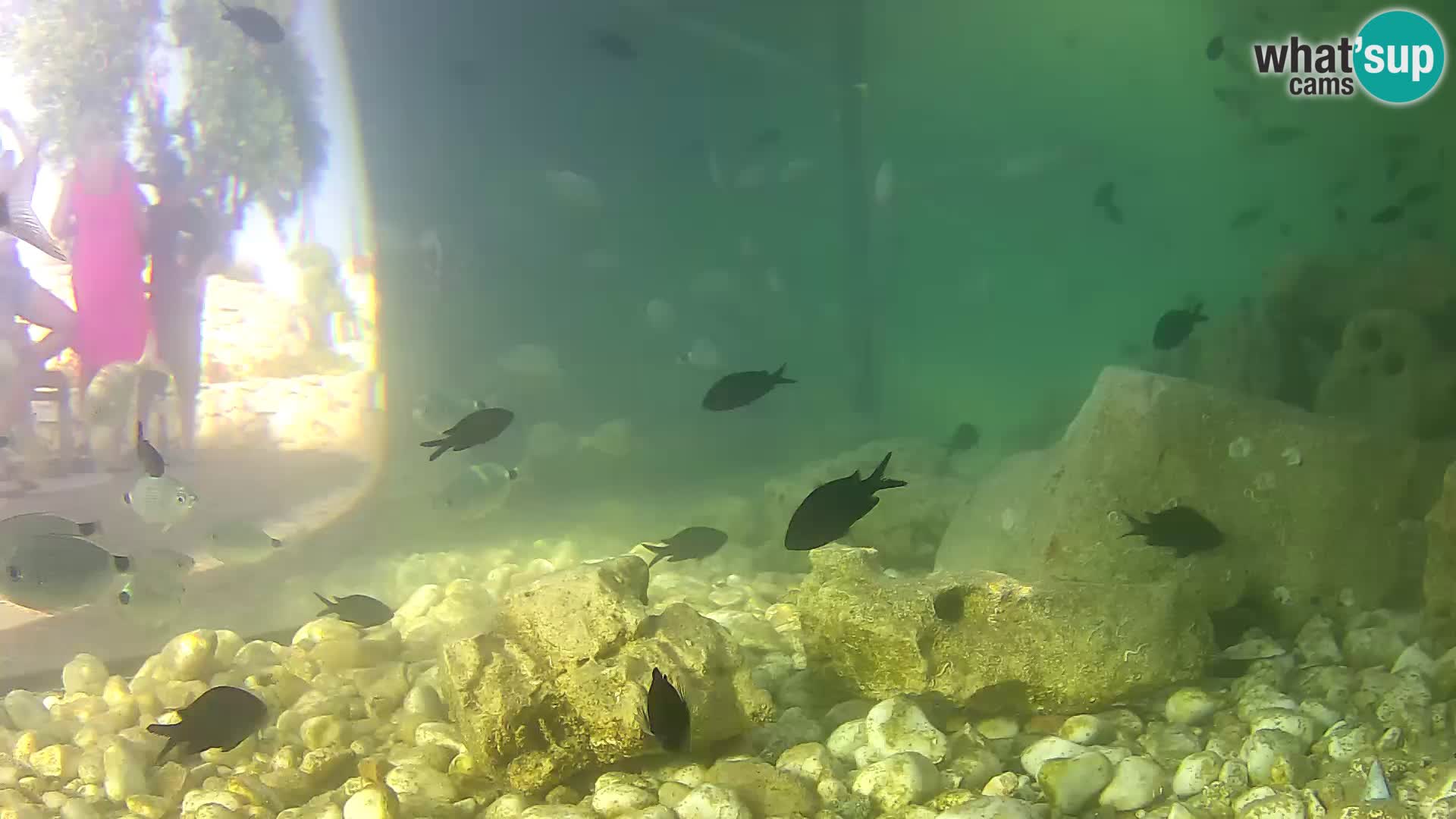 Acuario marino al aire libre Rogoznica webcam Croacia
