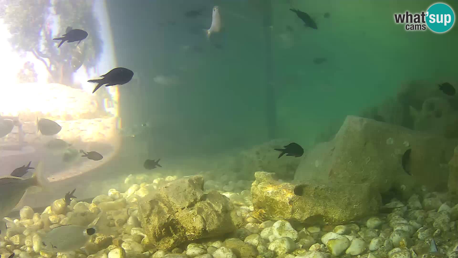 Webcam de l’aquarium marin extérieur de Rogoznica Croatie