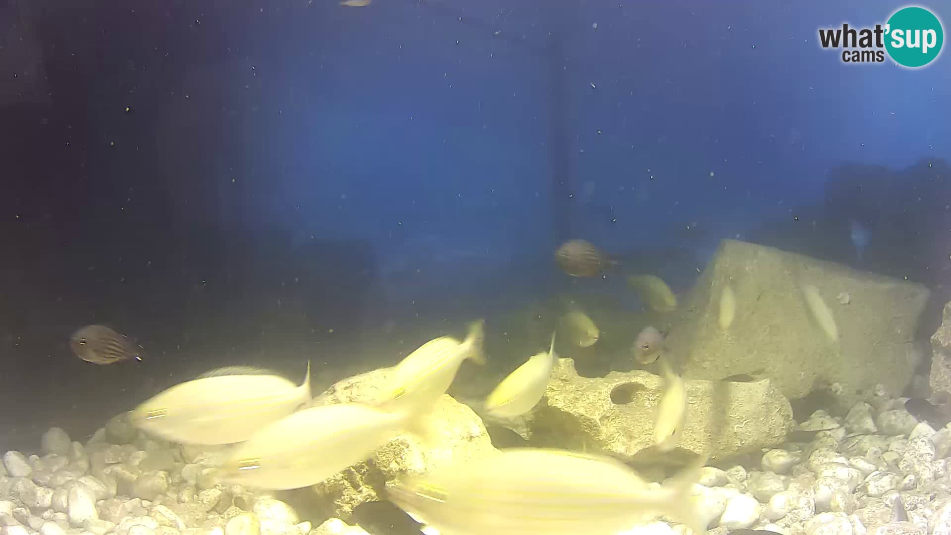 Acuario marino al aire libre Rogoznica webcam Croacia