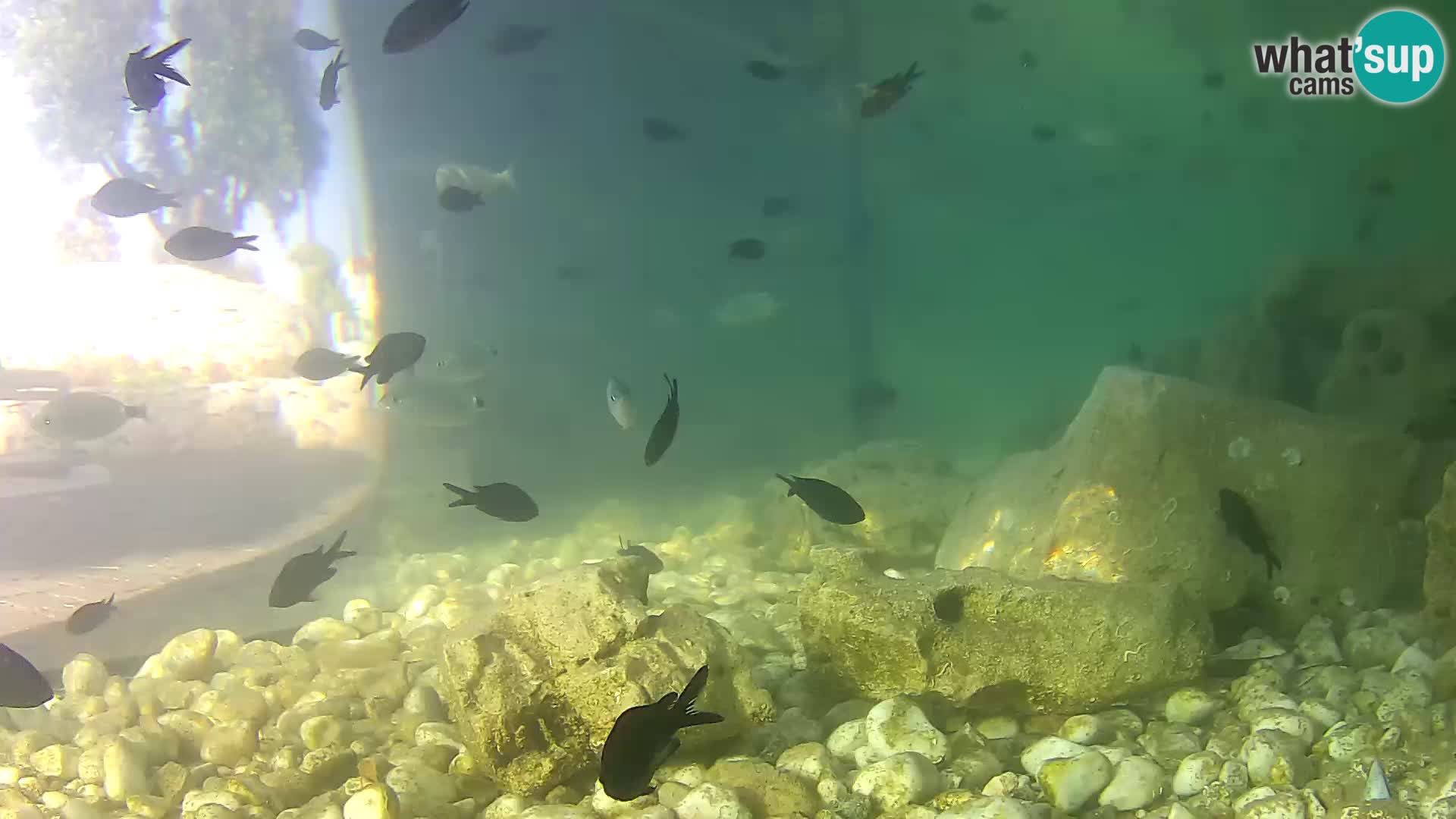 Acuario marino al aire libre Rogoznica webcam Croacia