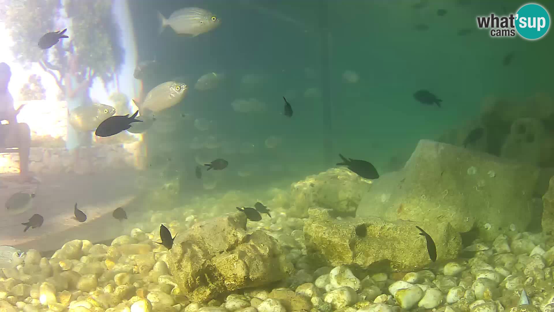 Zunanji morski akvarij Rogoznica spletna kamera Hrvaška