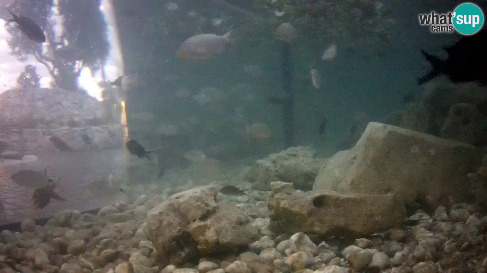 Aquario marino esterno –  Rogoznica livecam Croazia