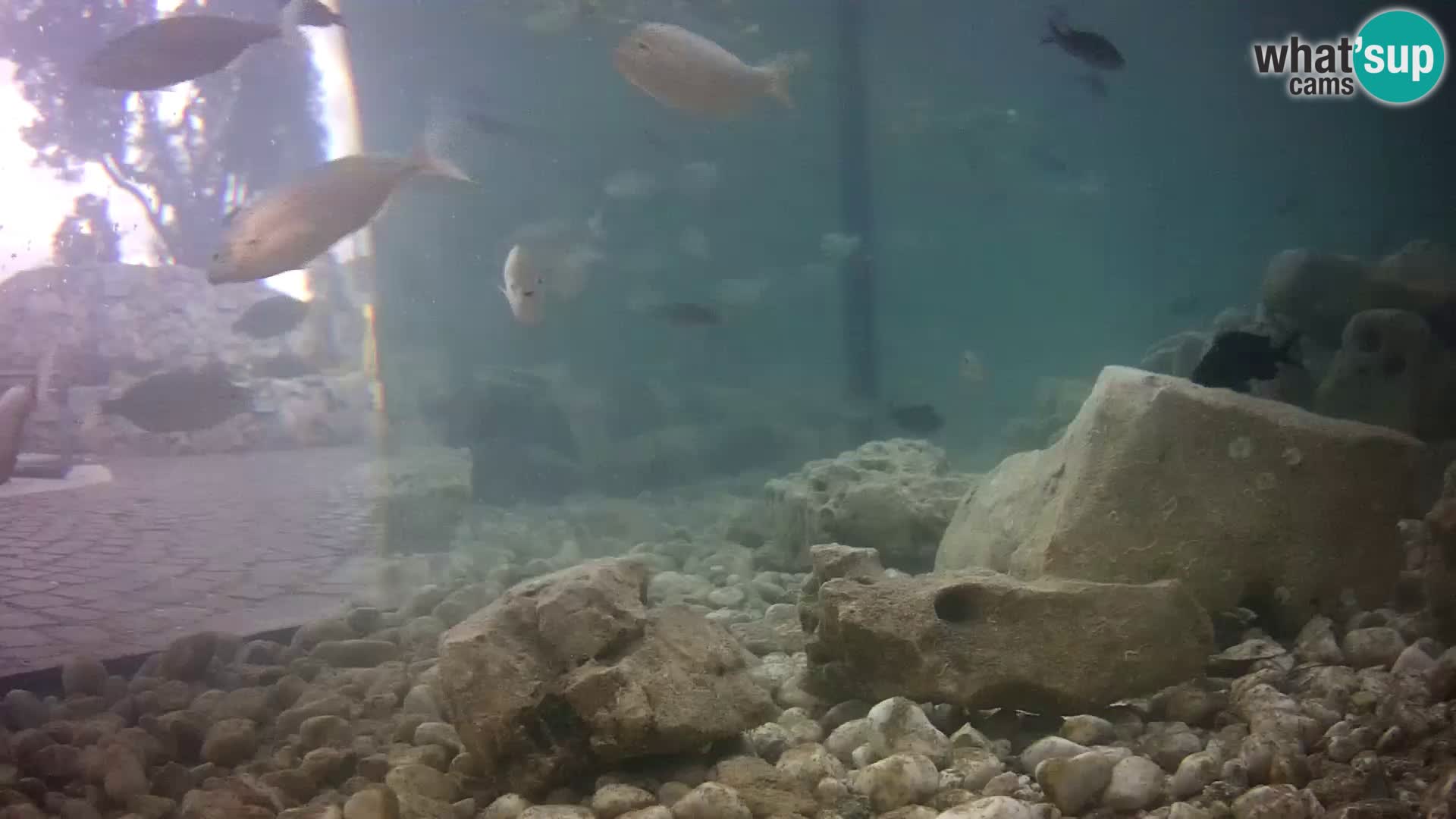 Zunanji morski akvarij Rogoznica spletna kamera Hrvaška