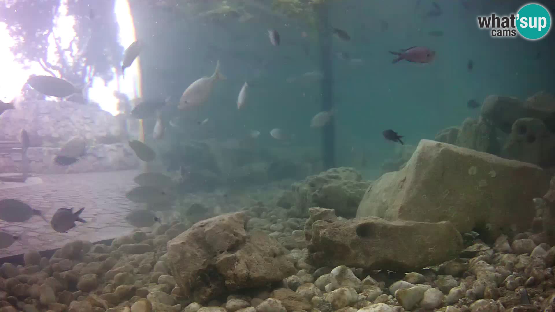 Acuario marino al aire libre Rogoznica webcam Croacia