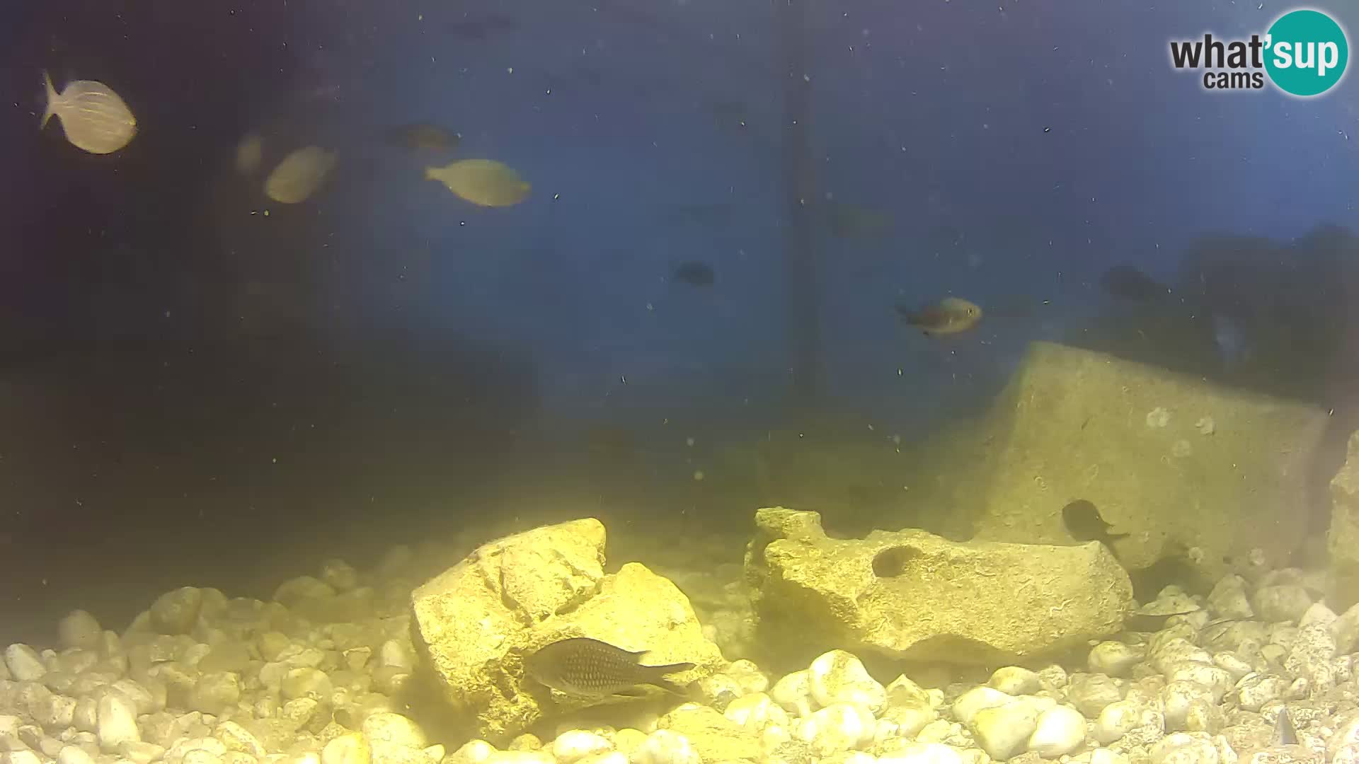 Acuario marino al aire libre Rogoznica webcam Croacia