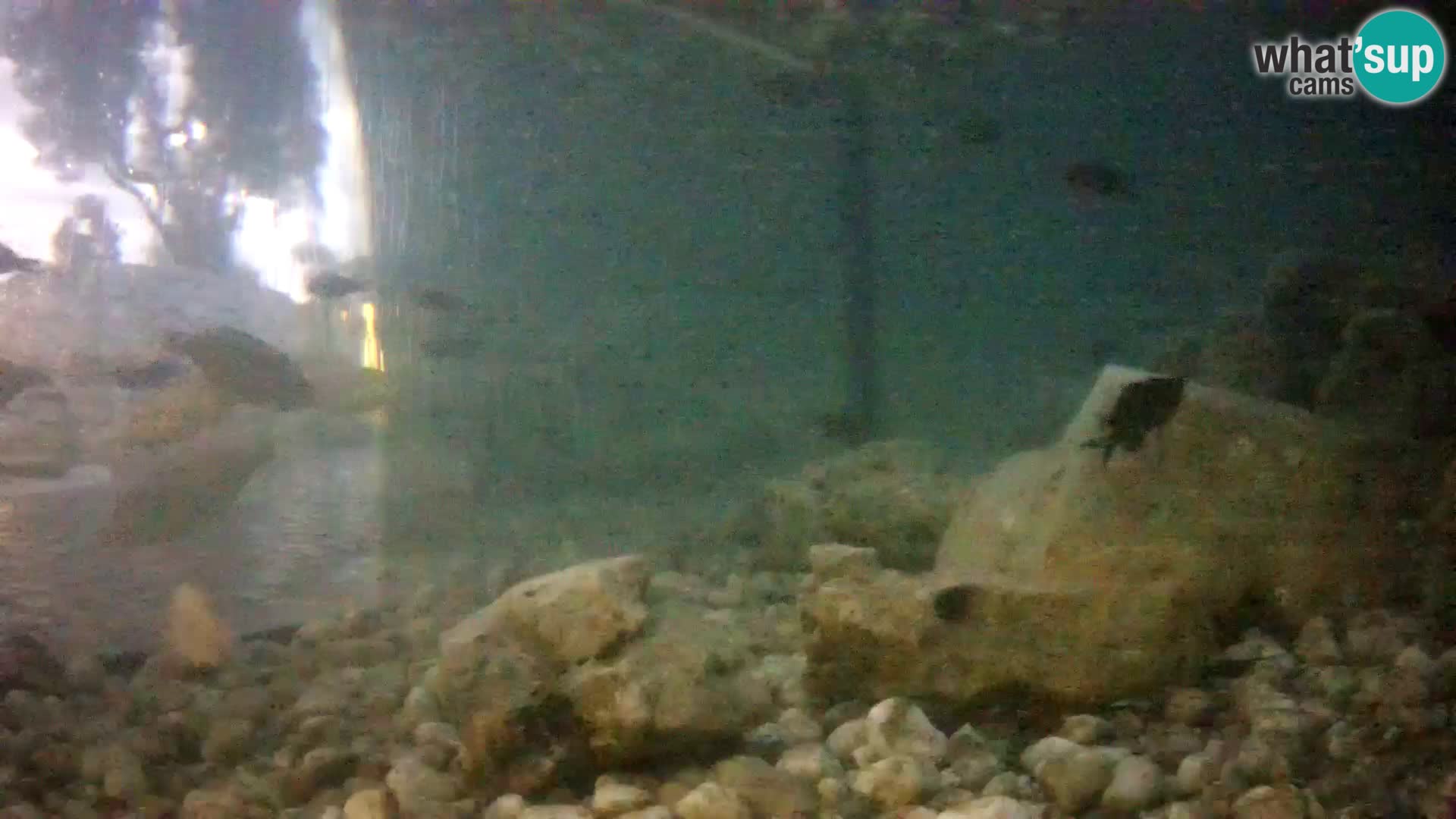 Outdoor Marine Aquarium Rogoznica webcam Croatia