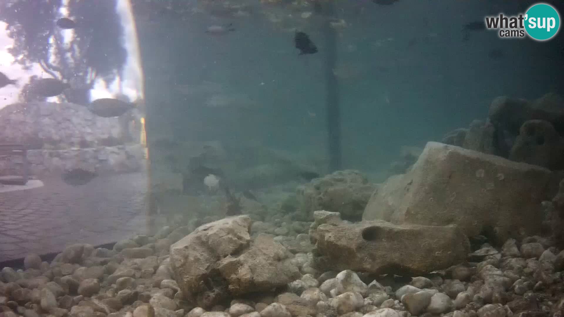 Webcam de l’aquarium marin extérieur de Rogoznica Croatie