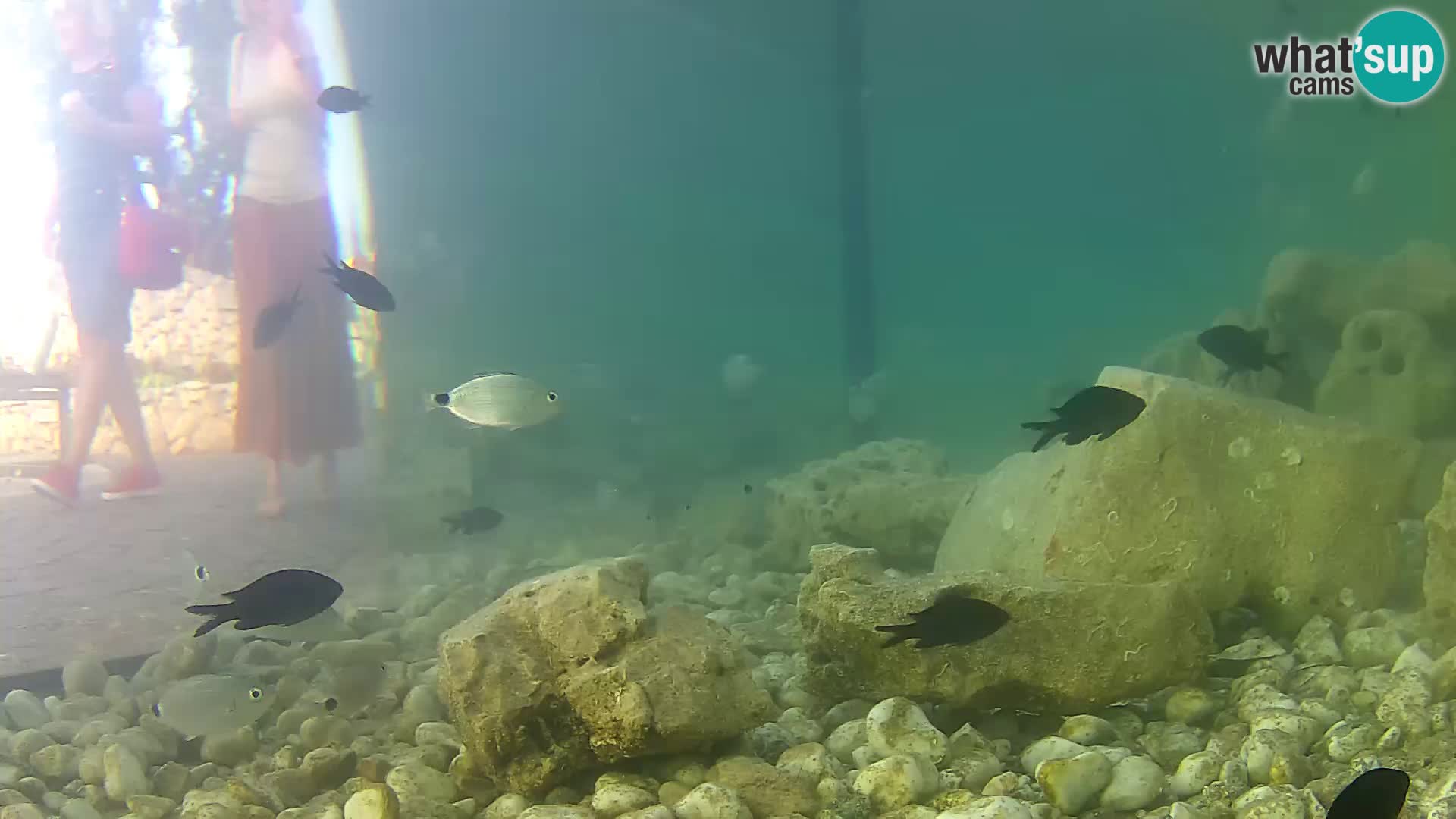 Marine Aquarium im Freien Rogoznica webcam Kroatien