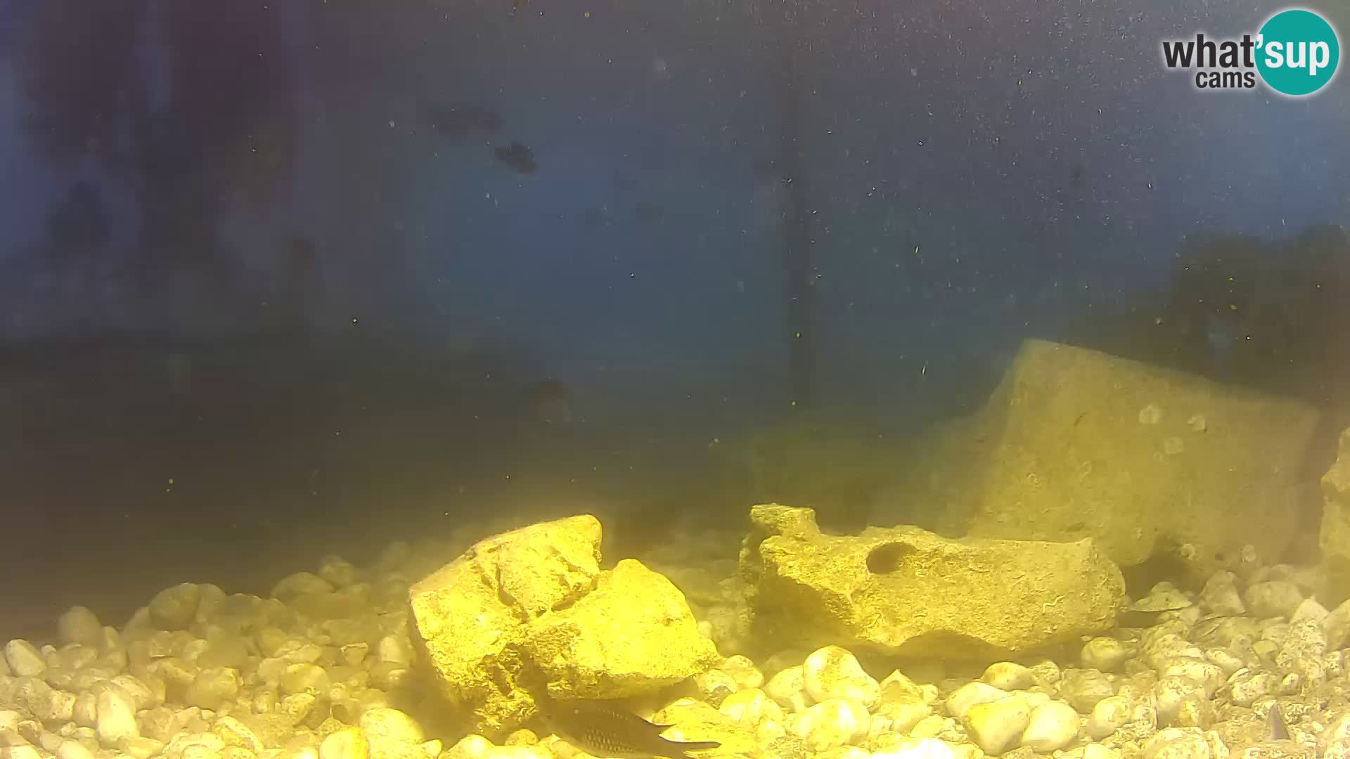 Zunanji morski akvarij Rogoznica spletna kamera Hrvaška