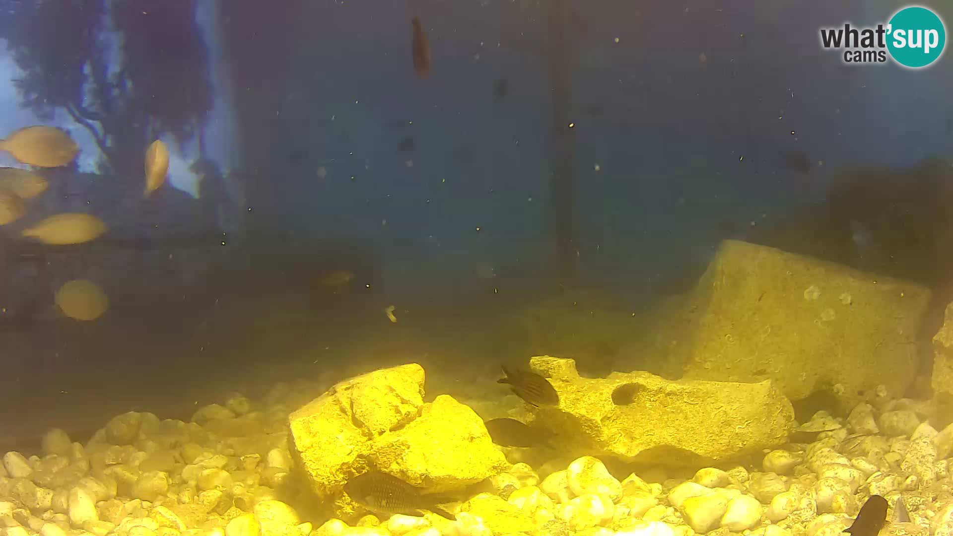 Aquario marino esterno –  Rogoznica livecam Croazia