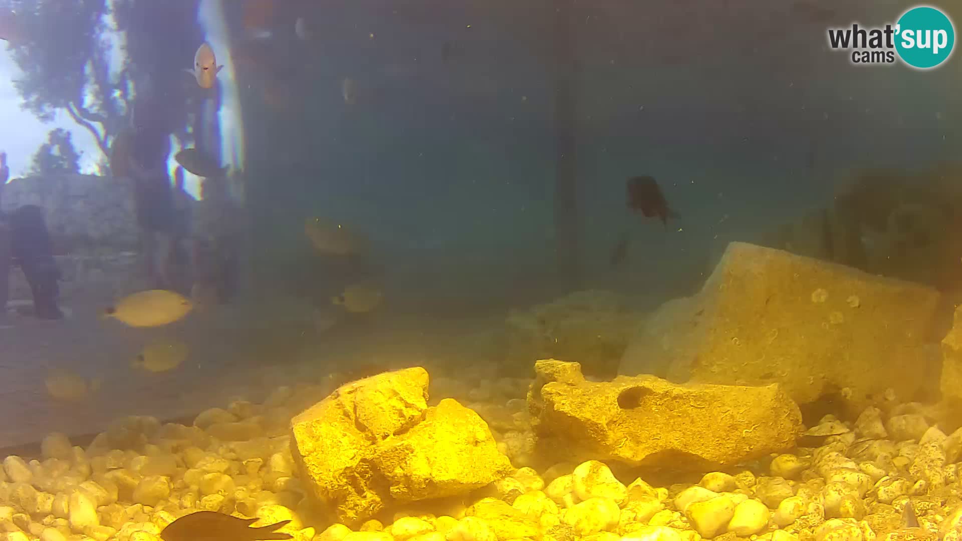Aquario marino esterno –  Rogoznica livecam Croazia