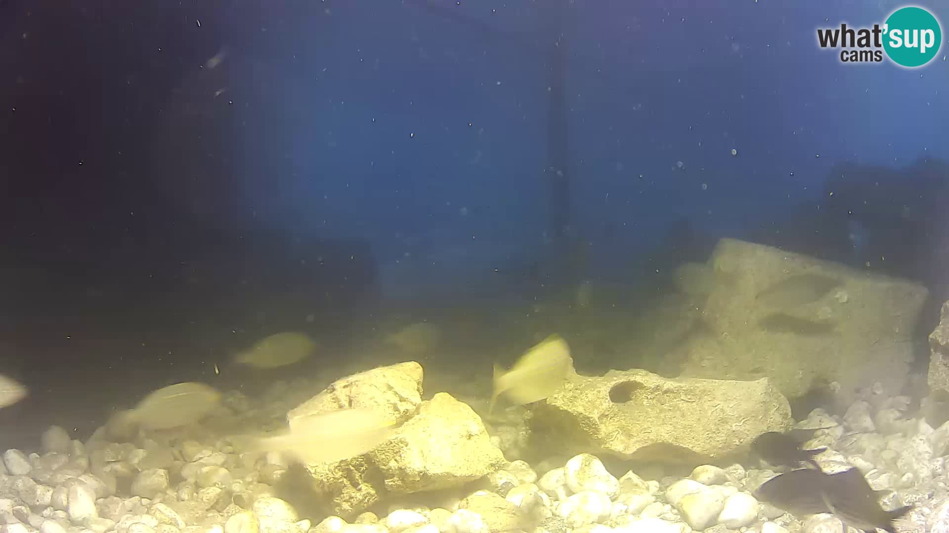 Zunanji morski akvarij Rogoznica spletna kamera Hrvaška