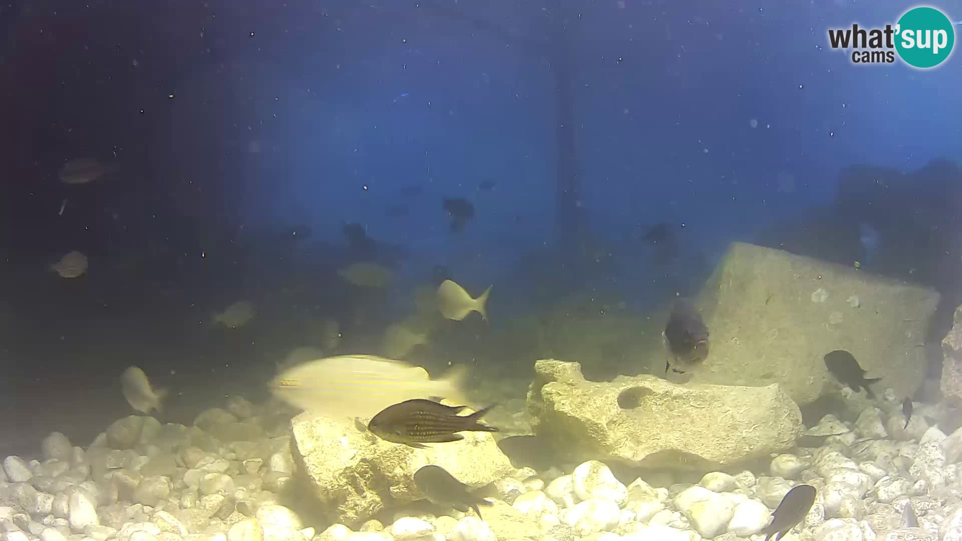Marine Aquarium im Freien Rogoznica webcam Kroatien