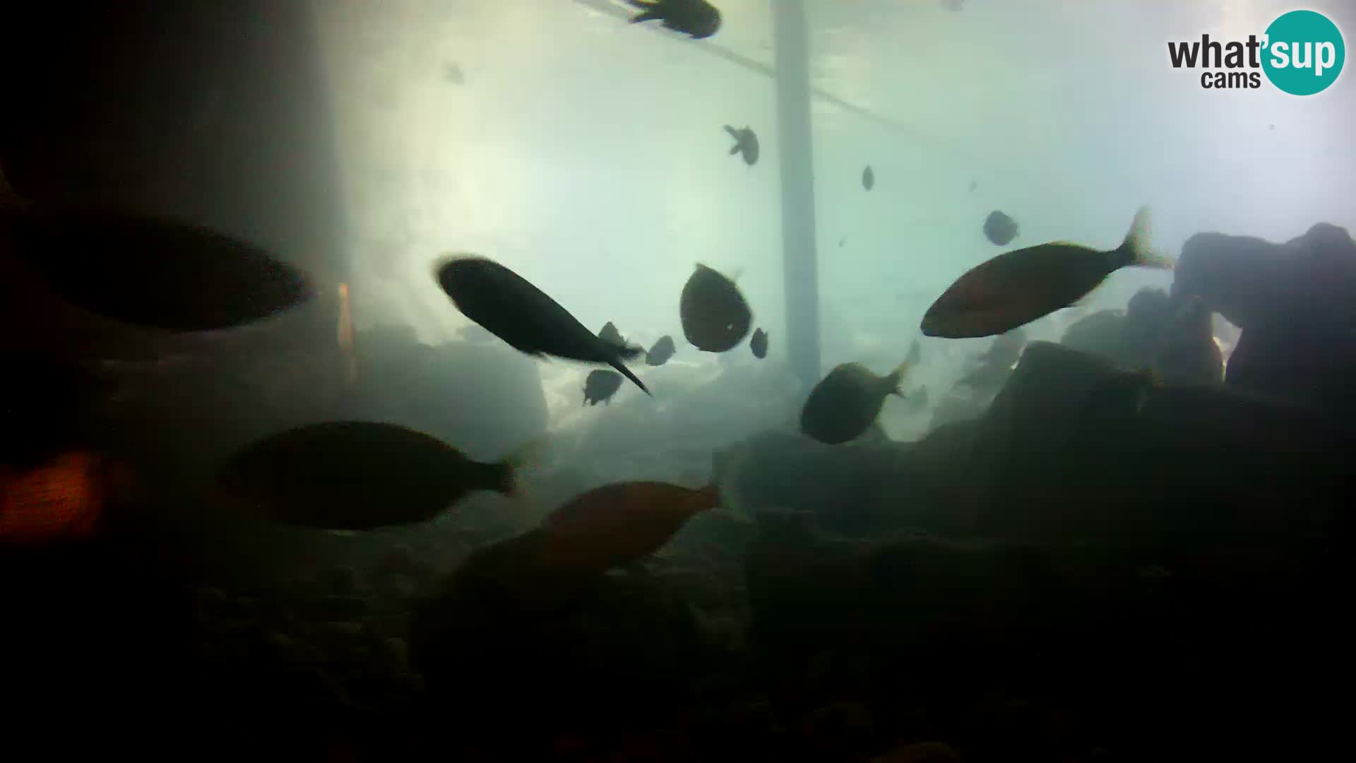 Marine Aquarium im Freien Rogoznica webcam Kroatien