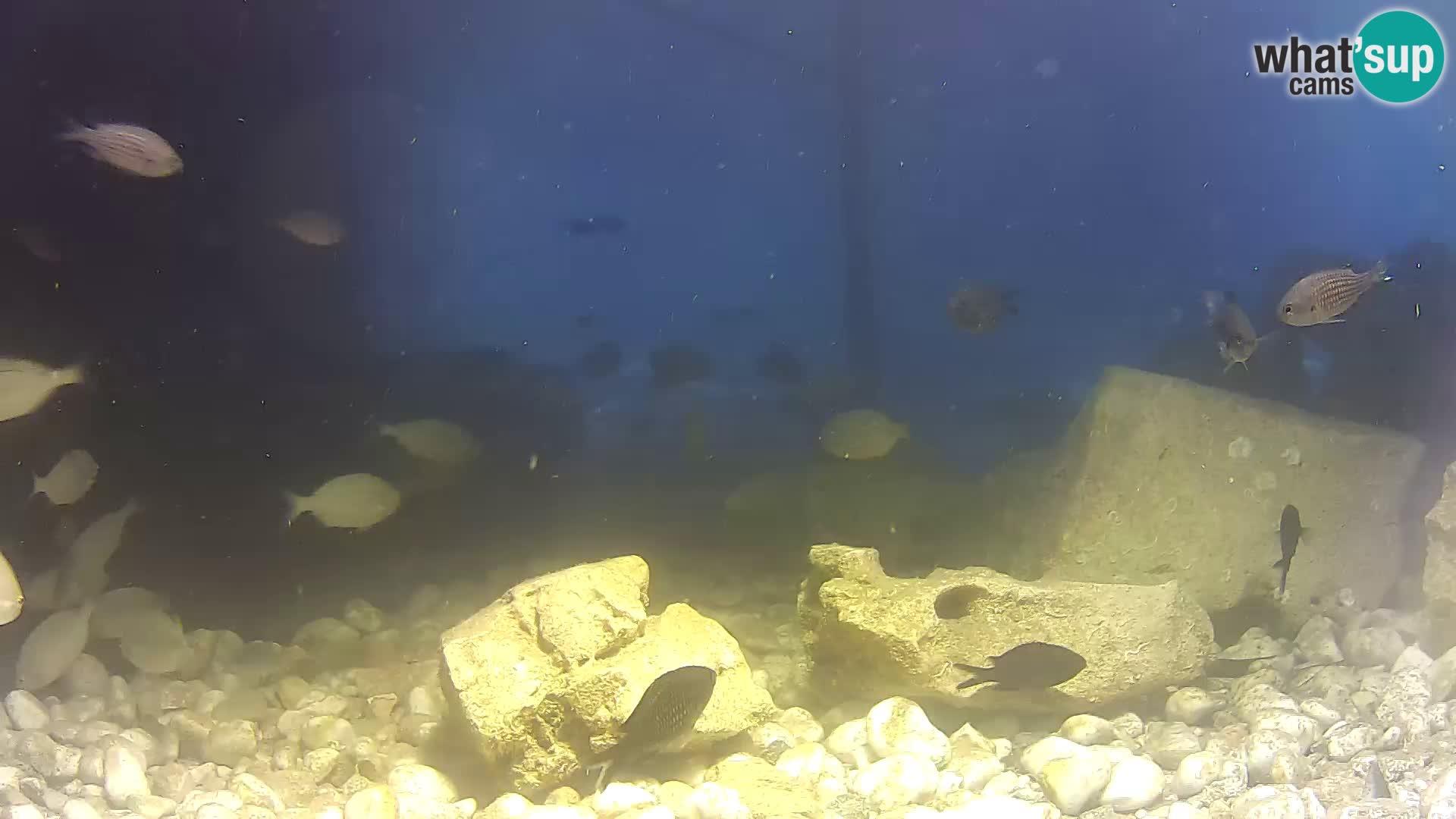 Acuario marino al aire libre Rogoznica webcam Croacia