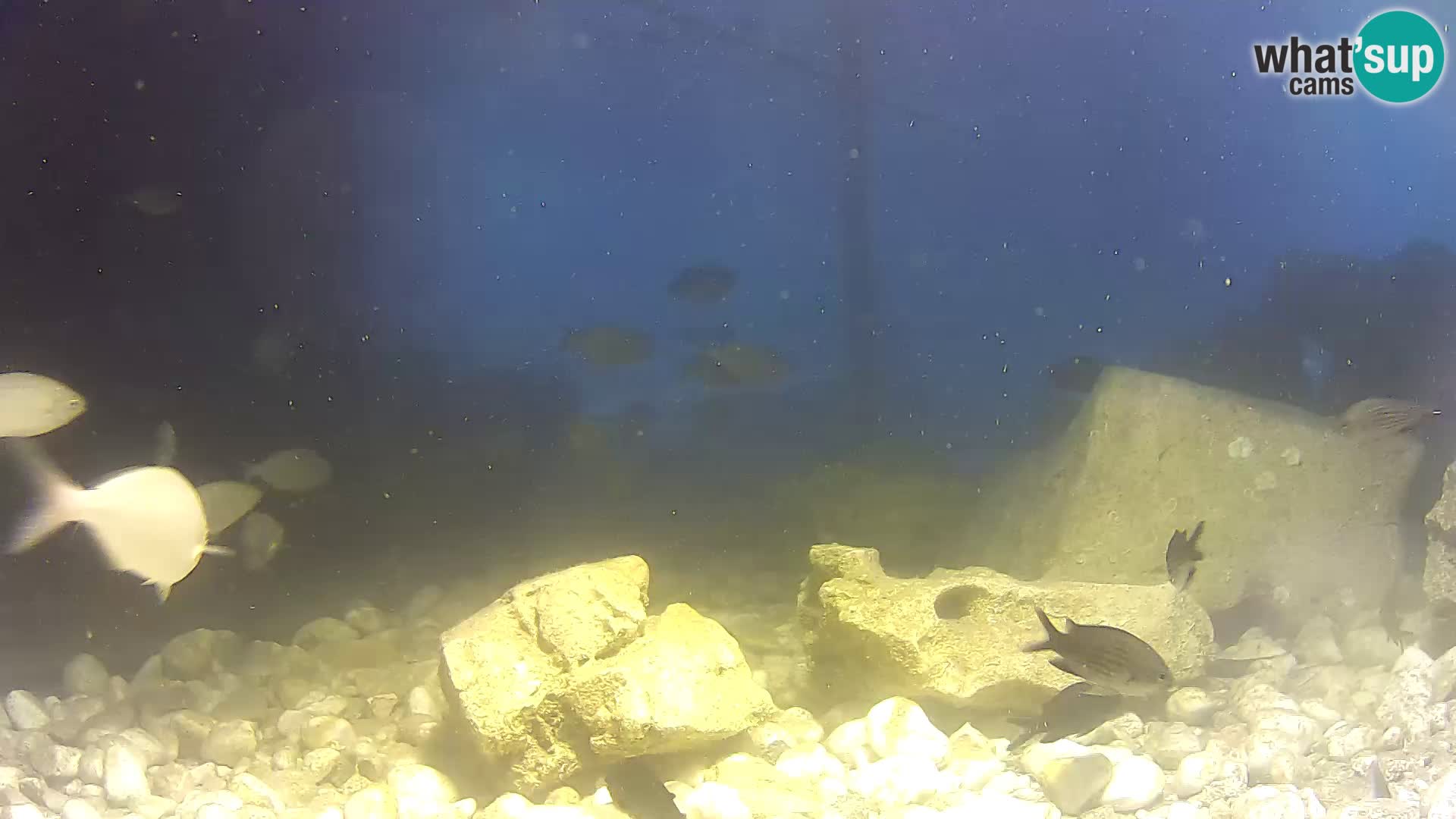 Webcam de l’aquarium marin extérieur de Rogoznica Croatie