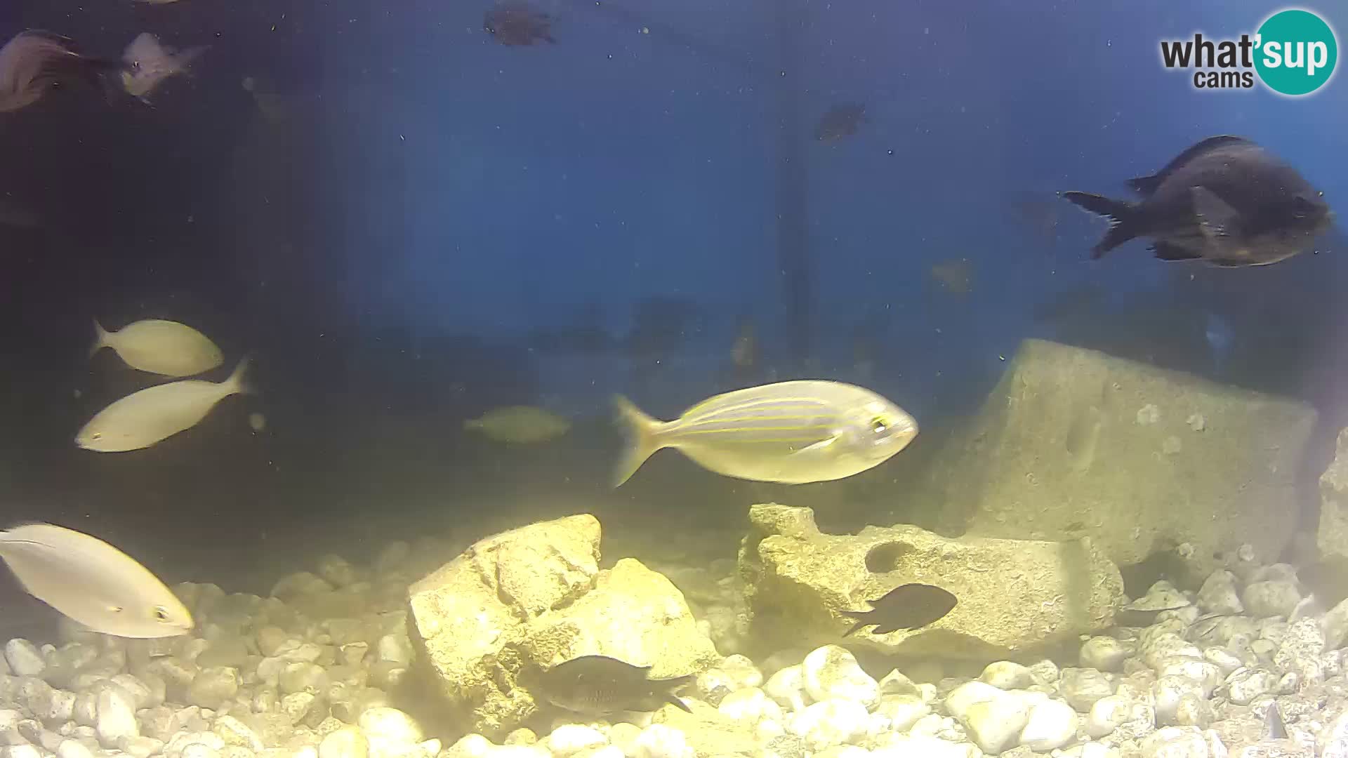 Acuario marino al aire libre Rogoznica webcam Croacia