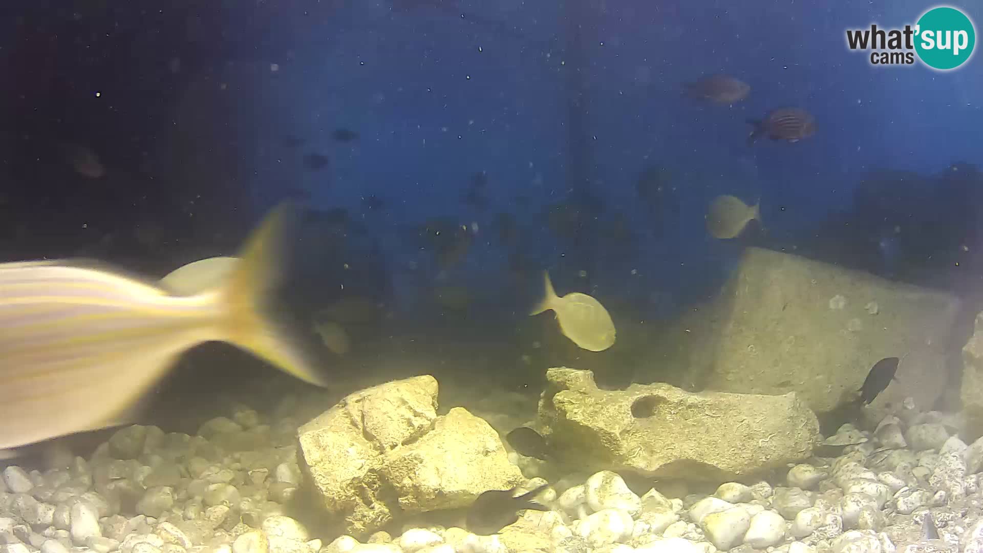 Webcam de l’aquarium marin extérieur de Rogoznica Croatie