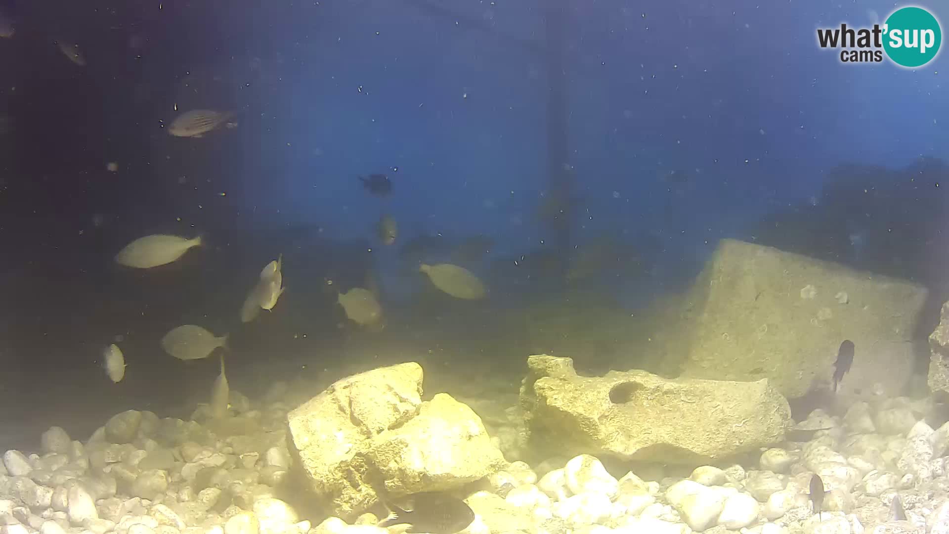 Acuario marino al aire libre Rogoznica webcam Croacia