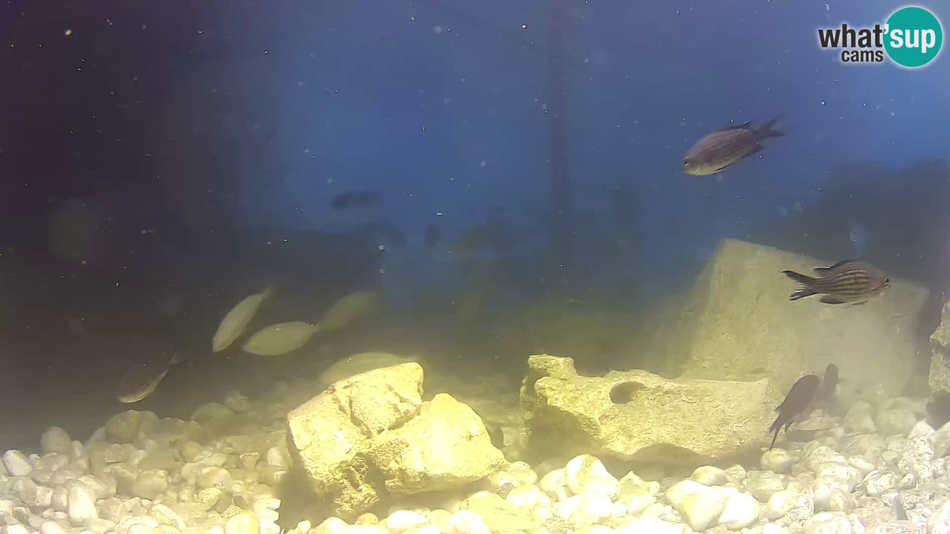 Outdoor Marine Aquarium Rogoznica webcam Croatia