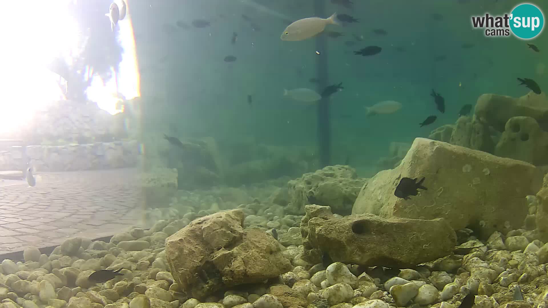 Outdoor Marine Aquarium Rogoznica webcam Croatia