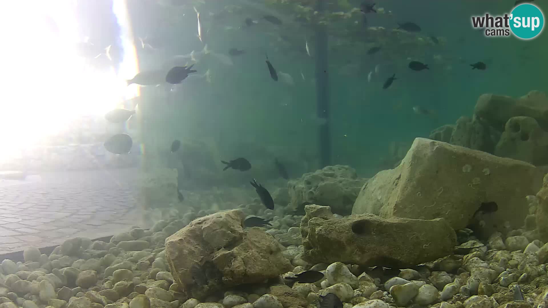 Webcam de l’aquarium marin extérieur de Rogoznica Croatie