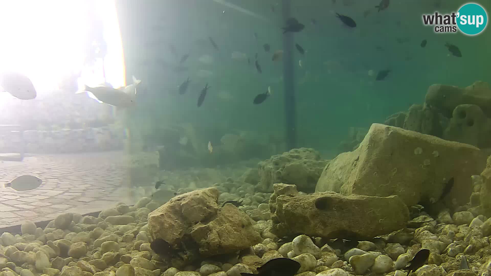 Webcam de l’aquarium marin extérieur de Rogoznica Croatie