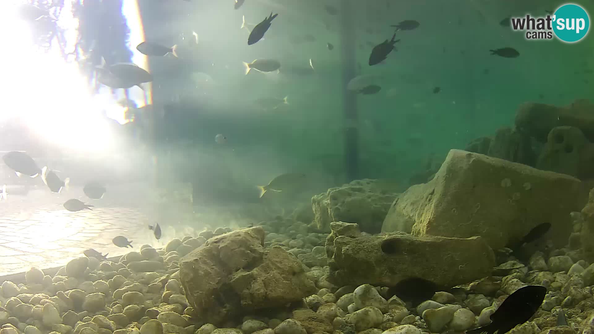 Acuario marino al aire libre Rogoznica webcam Croacia