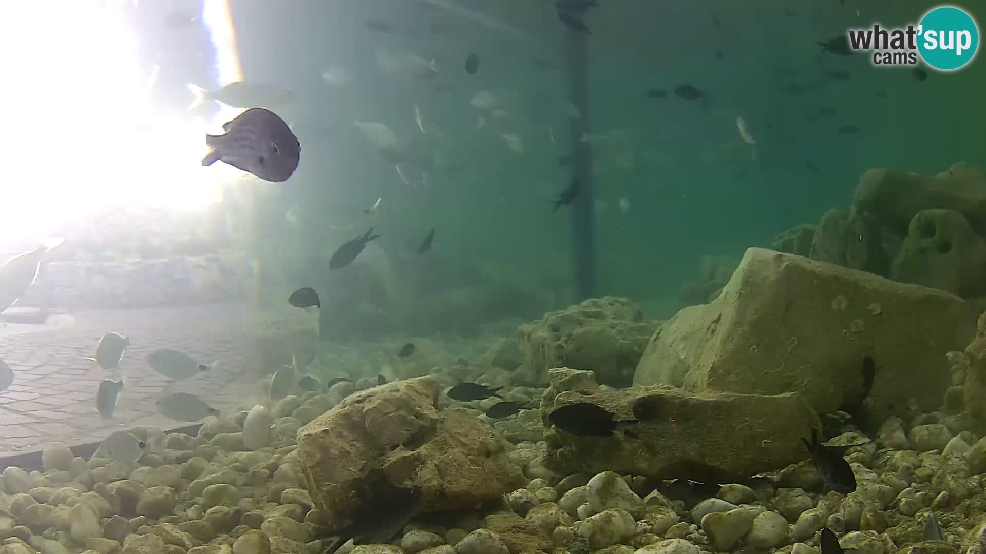 Webcam de l’aquarium marin extérieur de Rogoznica Croatie