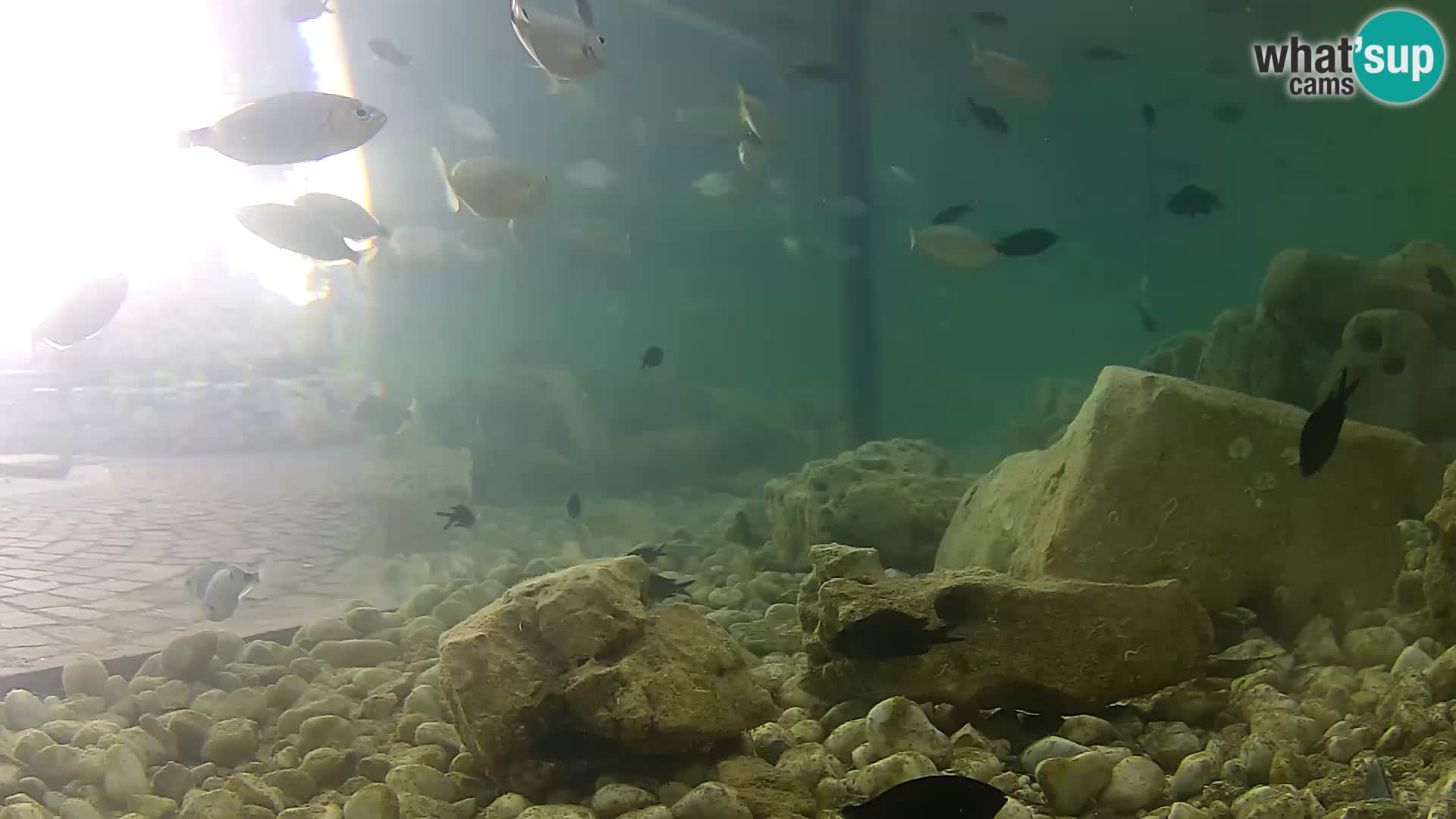 Outdoor Marine Aquarium Rogoznica webcam Croatia