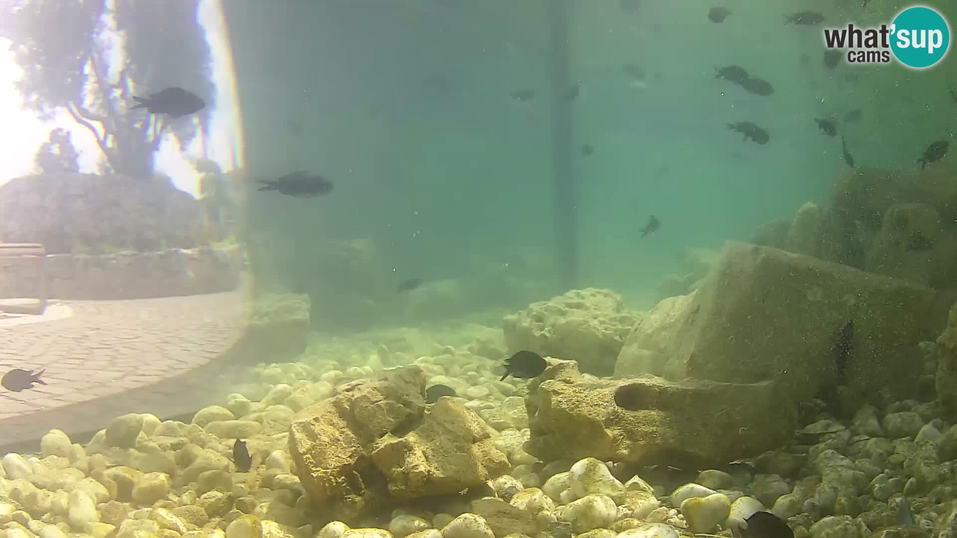 Aquario marino esterno –  Rogoznica livecam Croazia