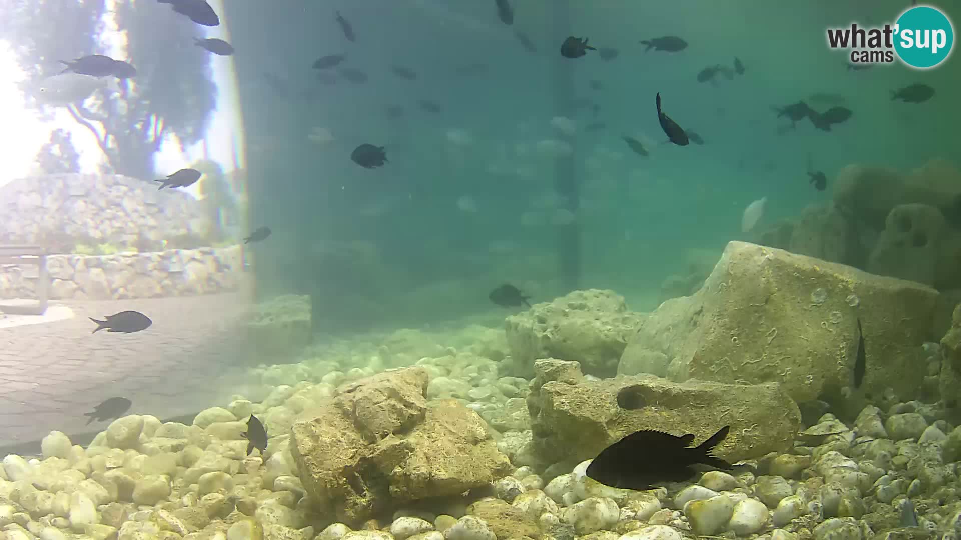Acuario marino al aire libre Rogoznica webcam Croacia