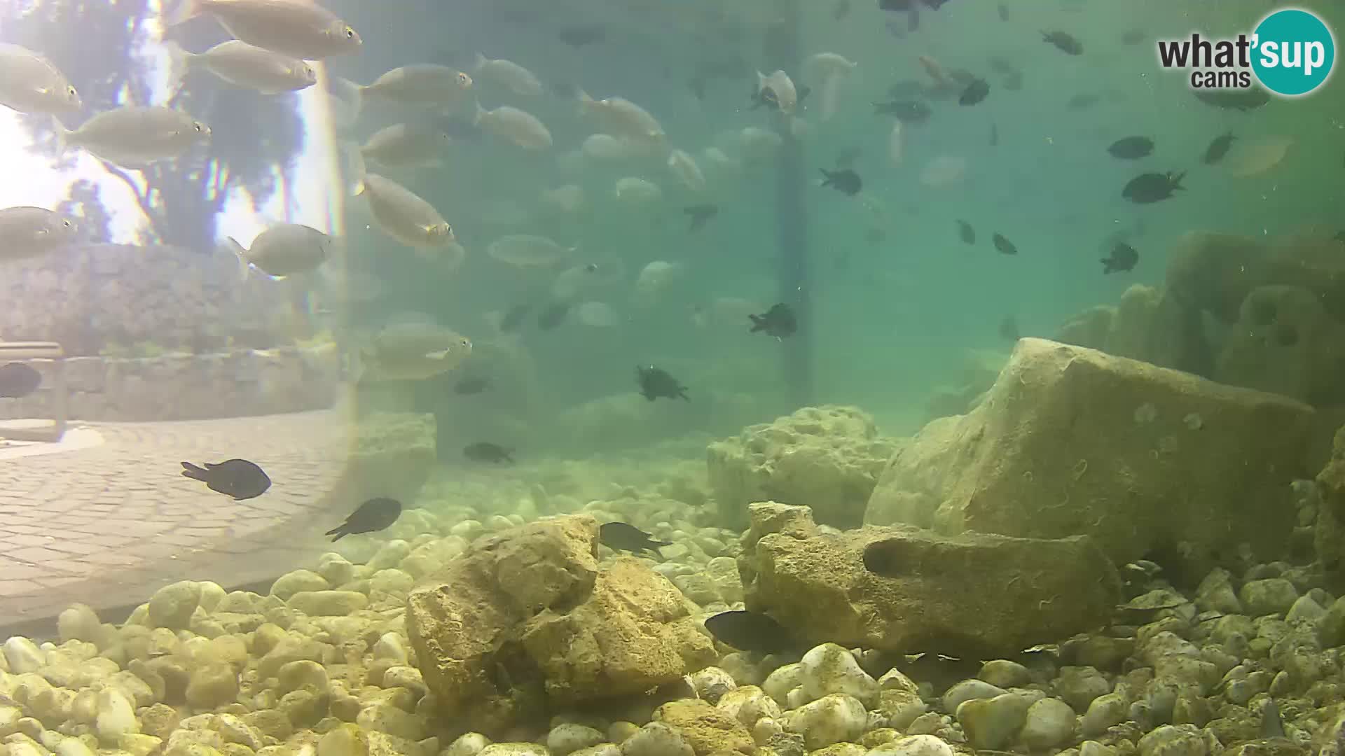 Acuario marino al aire libre Rogoznica webcam Croacia