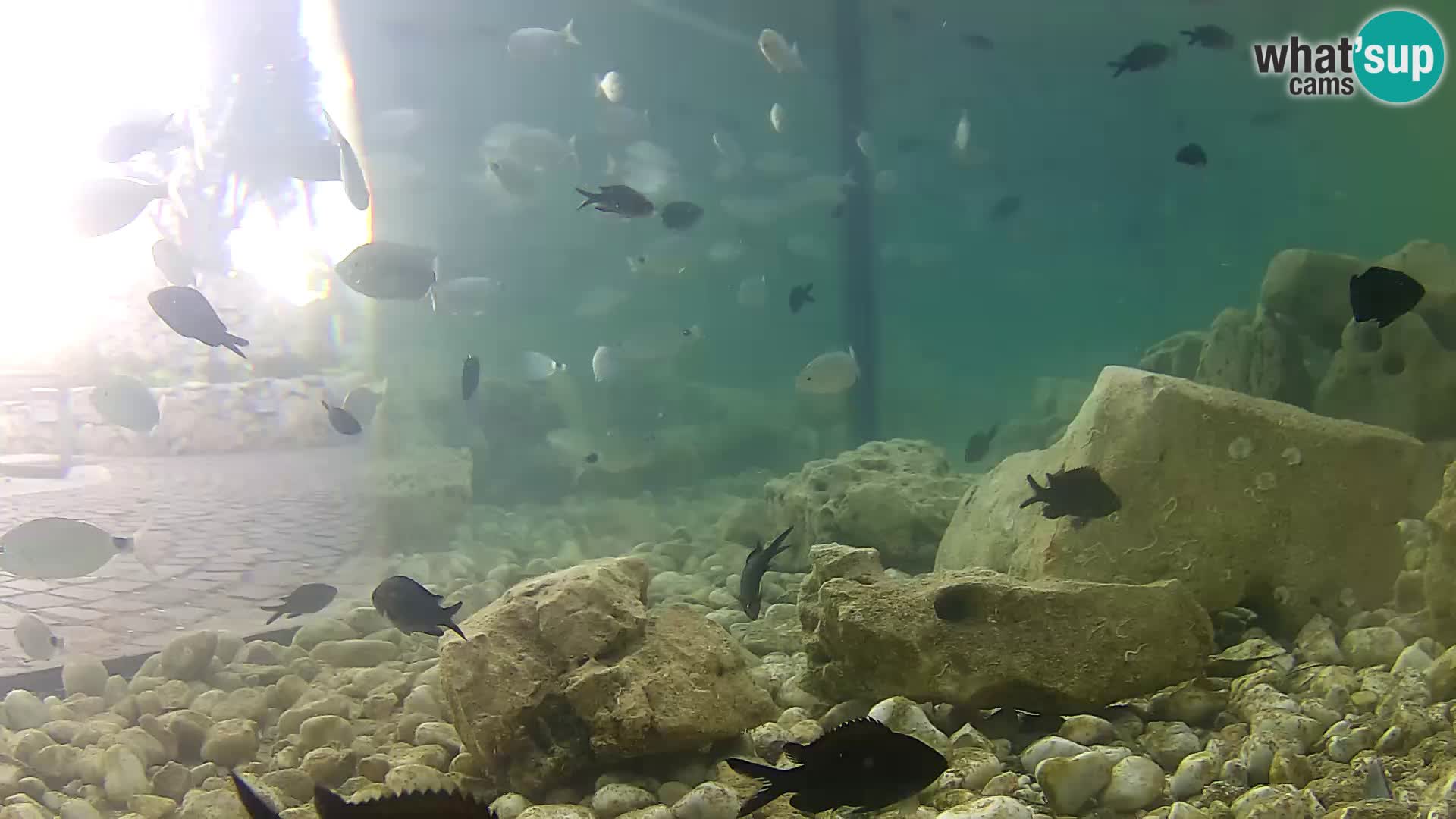 Webcam de l’aquarium marin extérieur de Rogoznica Croatie