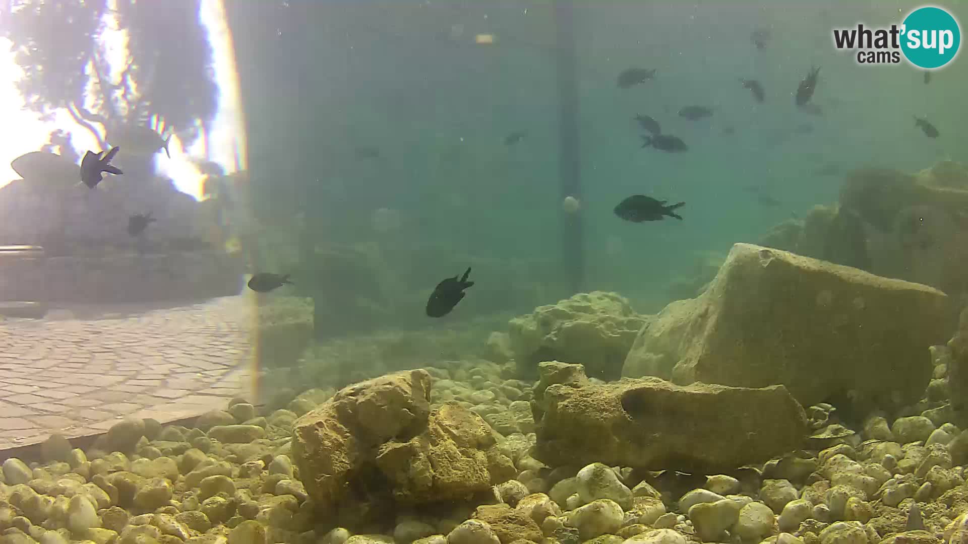 Webcam de l’aquarium marin extérieur de Rogoznica Croatie