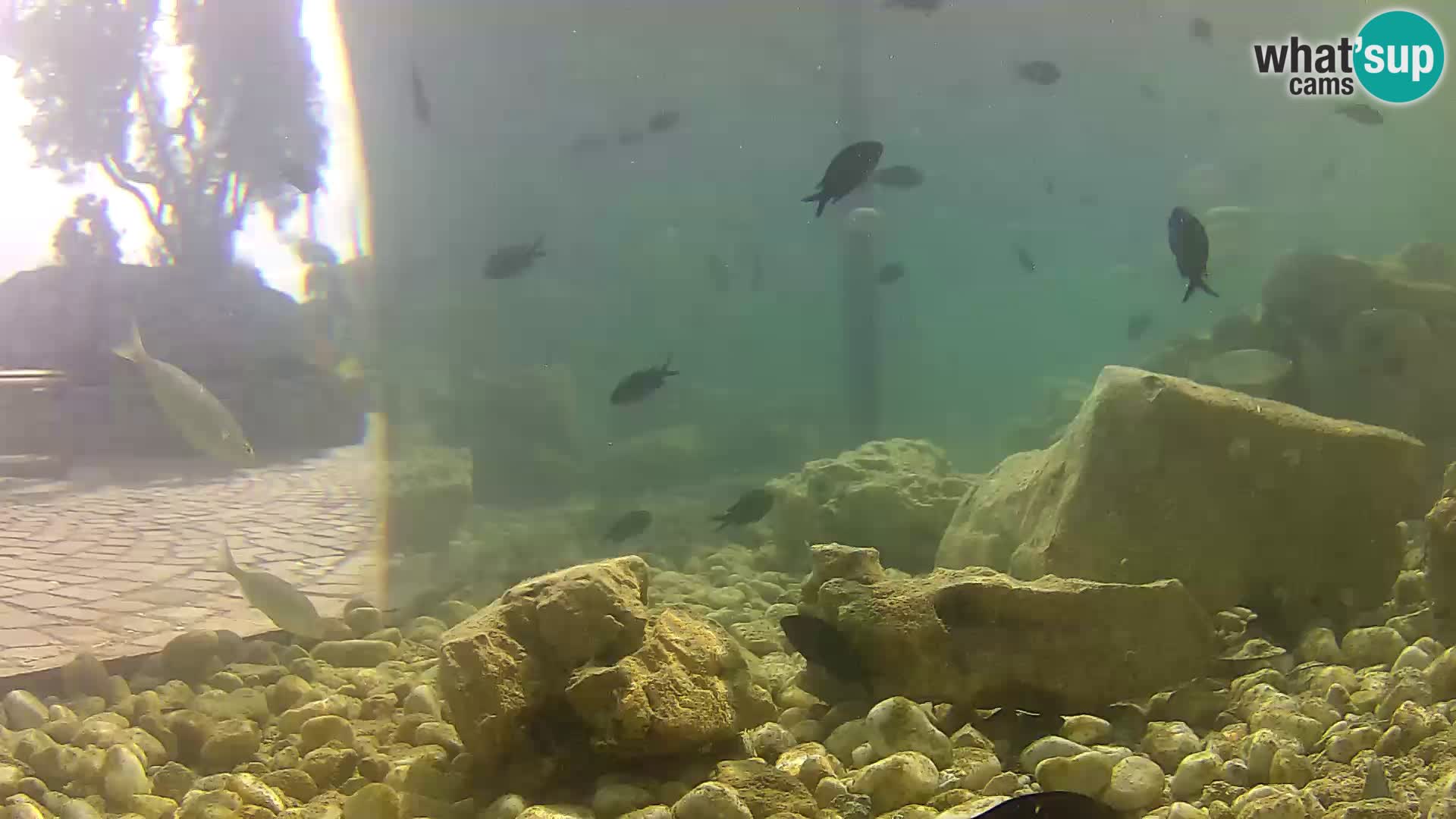 Webcam de l’aquarium marin extérieur de Rogoznica Croatie