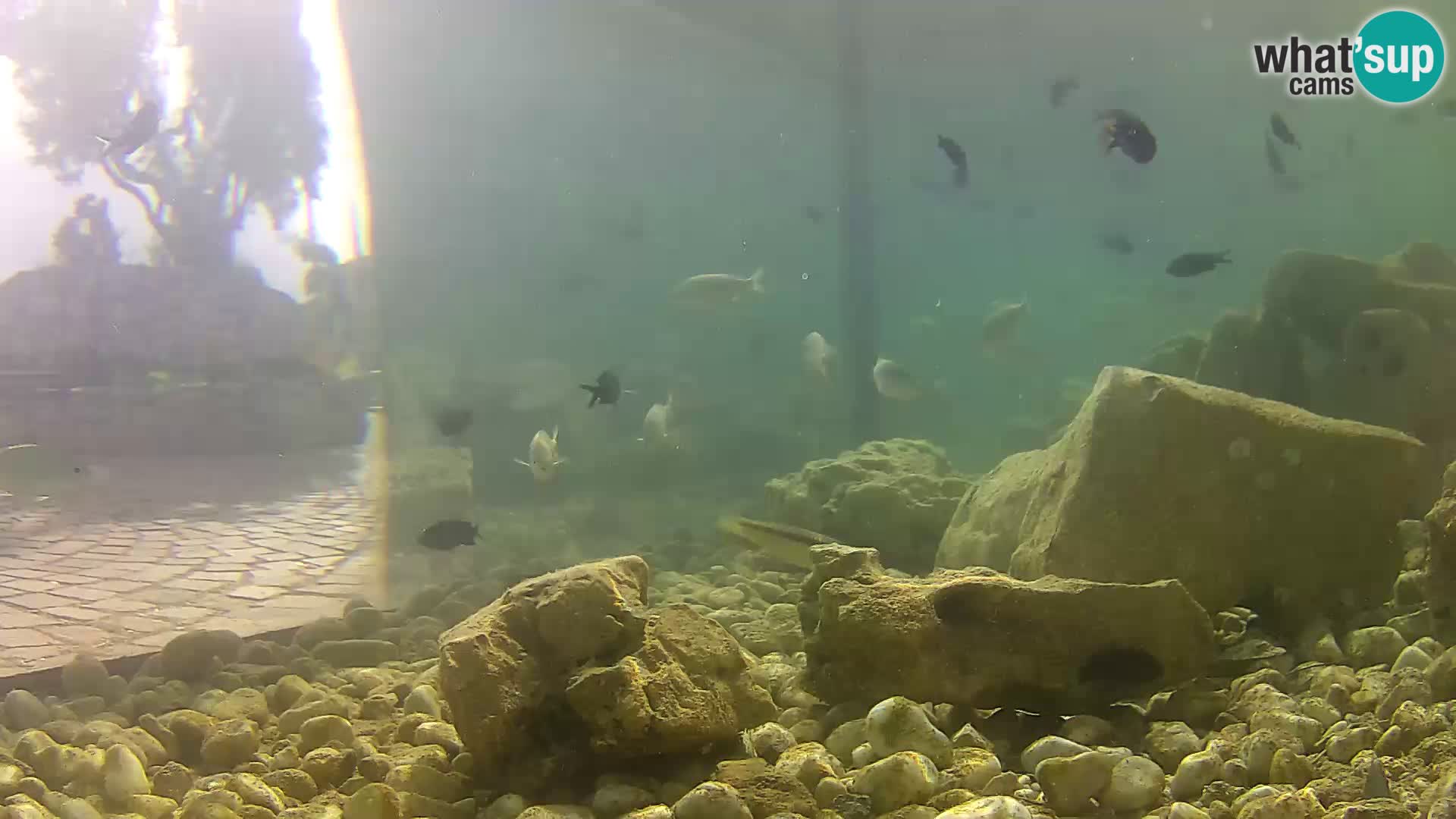 Outdoor Marine Aquarium Rogoznica webcam Croatia