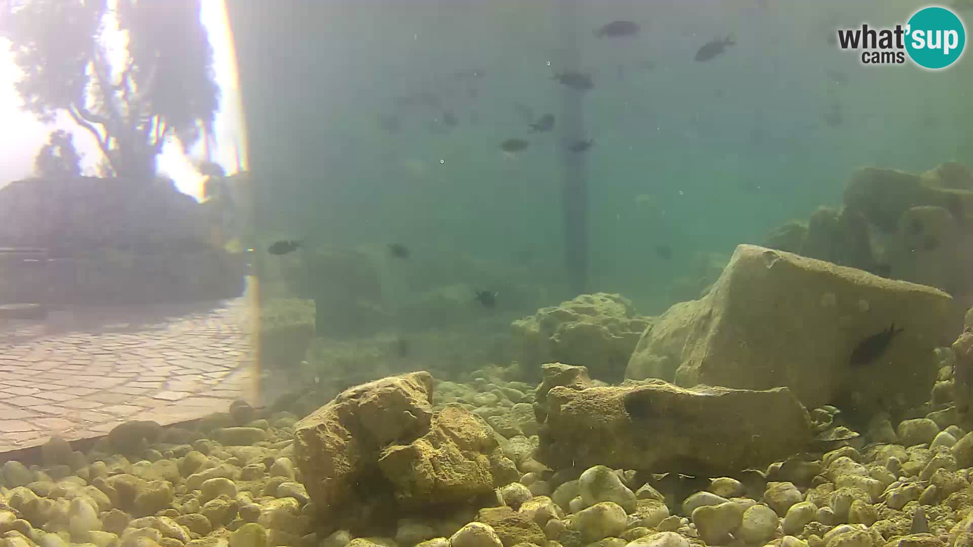 Zunanji morski akvarij Rogoznica spletna kamera Hrvaška