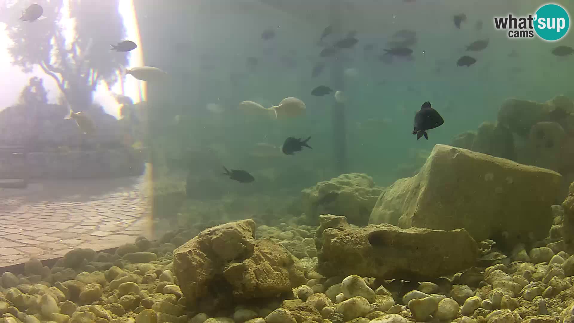 Outdoor Marine Aquarium Rogoznica webcam Croatia