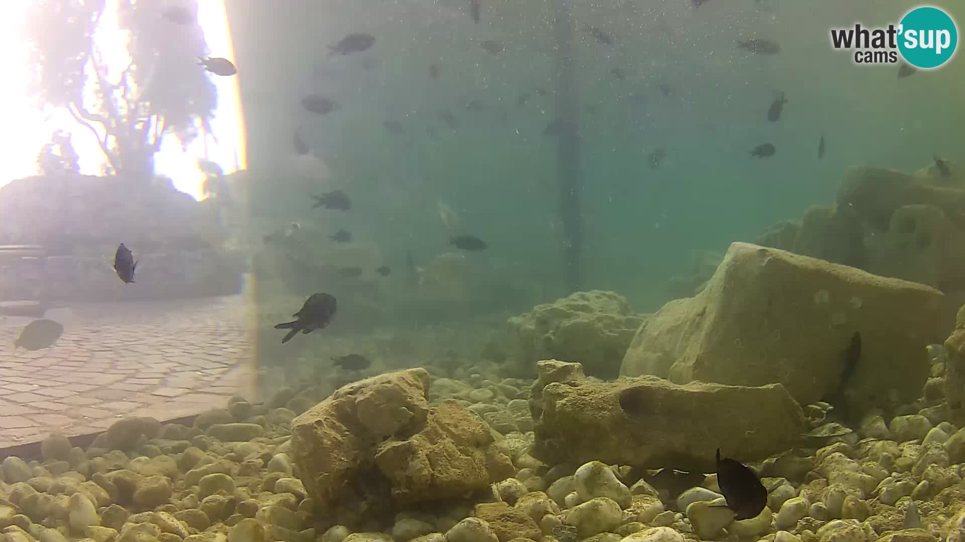 Outdoor Marine Aquarium Rogoznica webcam Croatia
