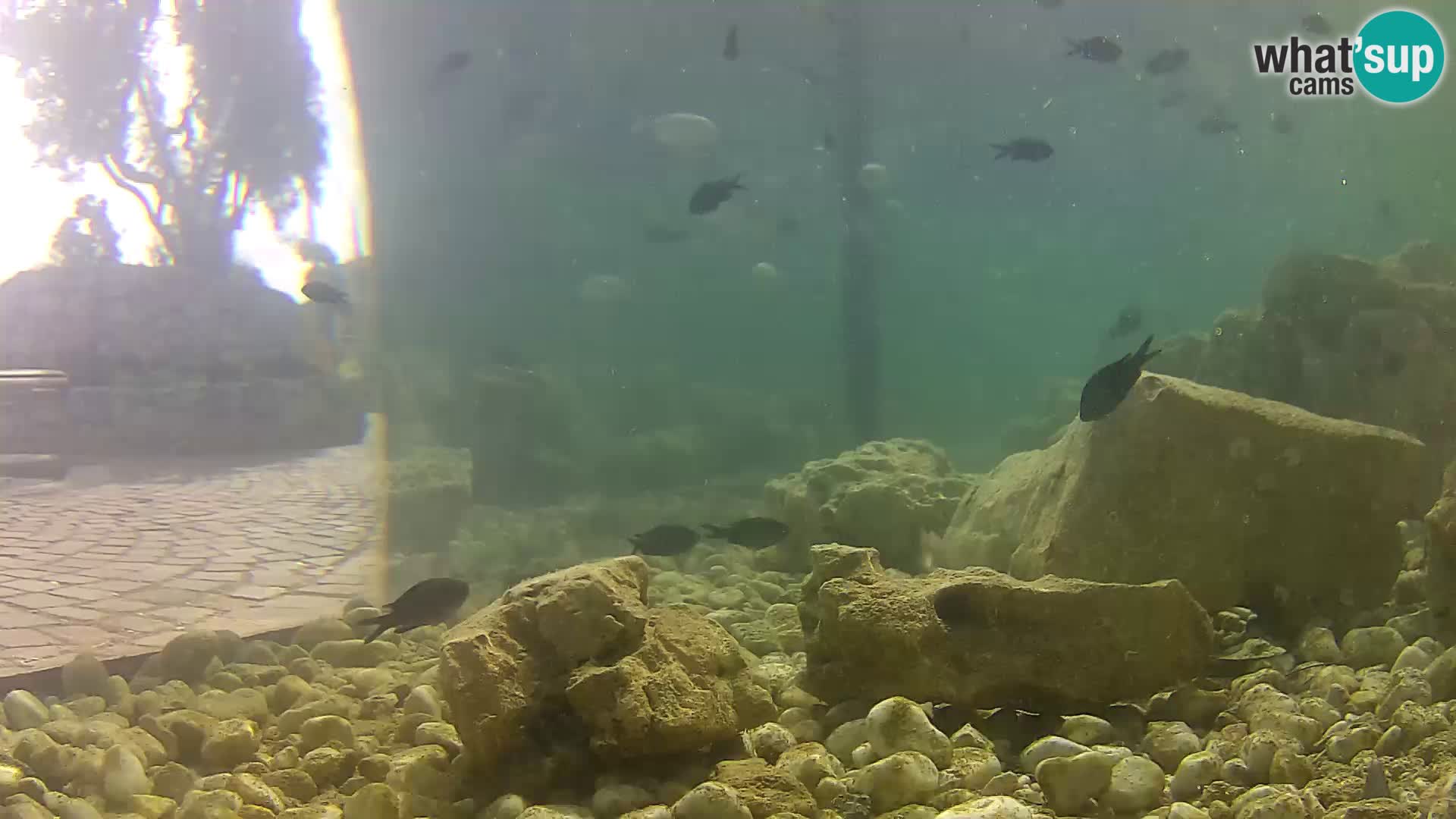Outdoor Marine Aquarium Rogoznica webcam Croatia