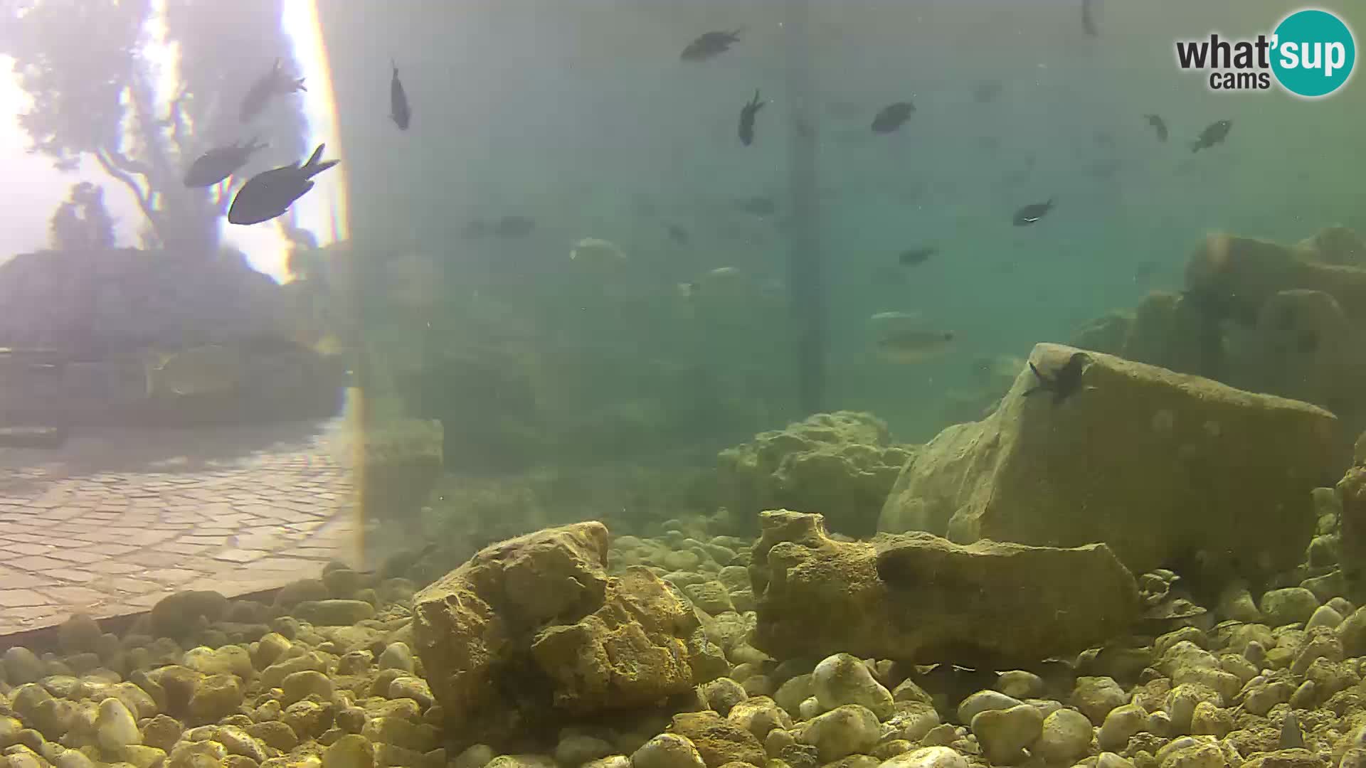 Aquario marino esterno –  Rogoznica livecam Croazia
