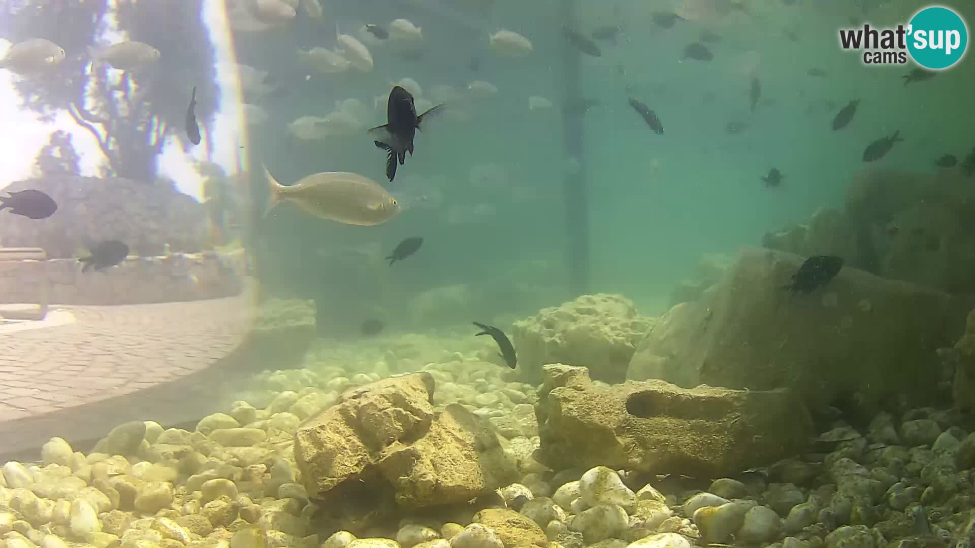 Zunanji morski akvarij Rogoznica spletna kamera Hrvaška