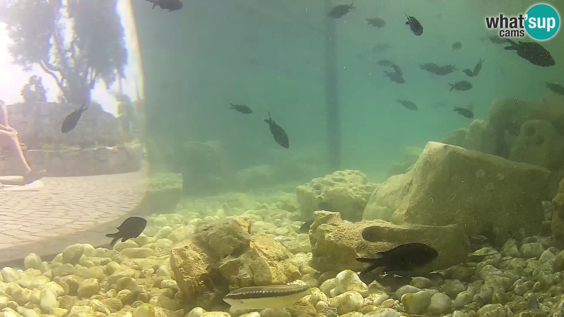 Marine Aquarium im Freien Rogoznica webcam Kroatien