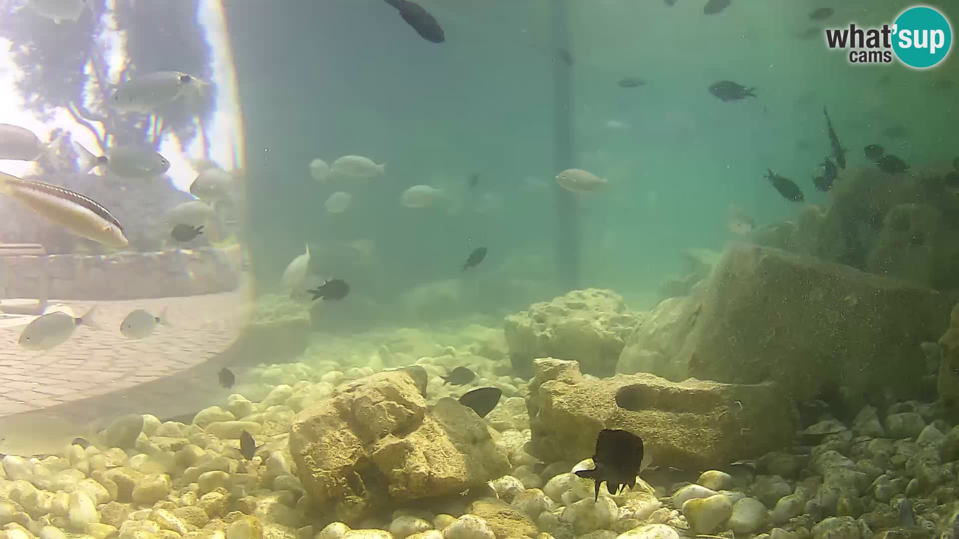 Acuario marino al aire libre Rogoznica webcam Croacia