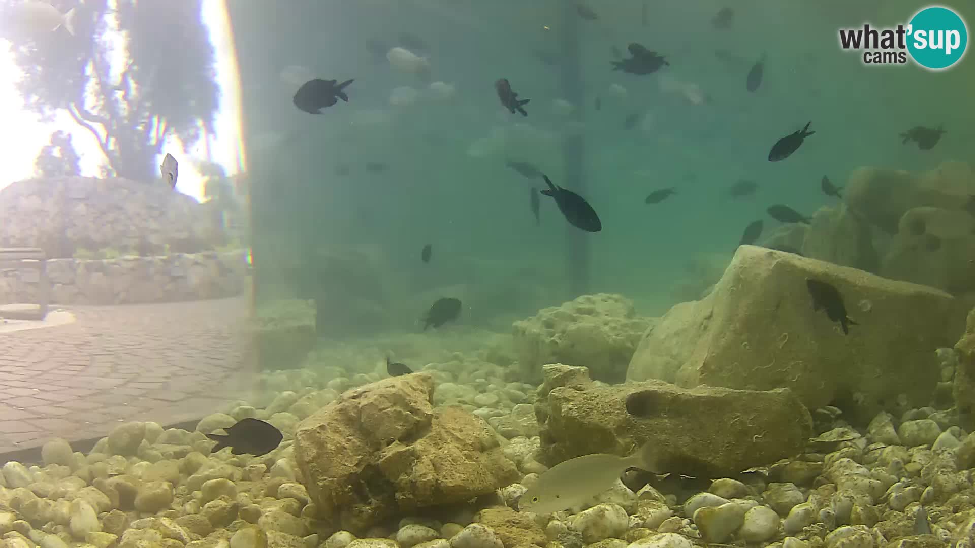 Outdoor Marine Aquarium Rogoznica webcam Croatia