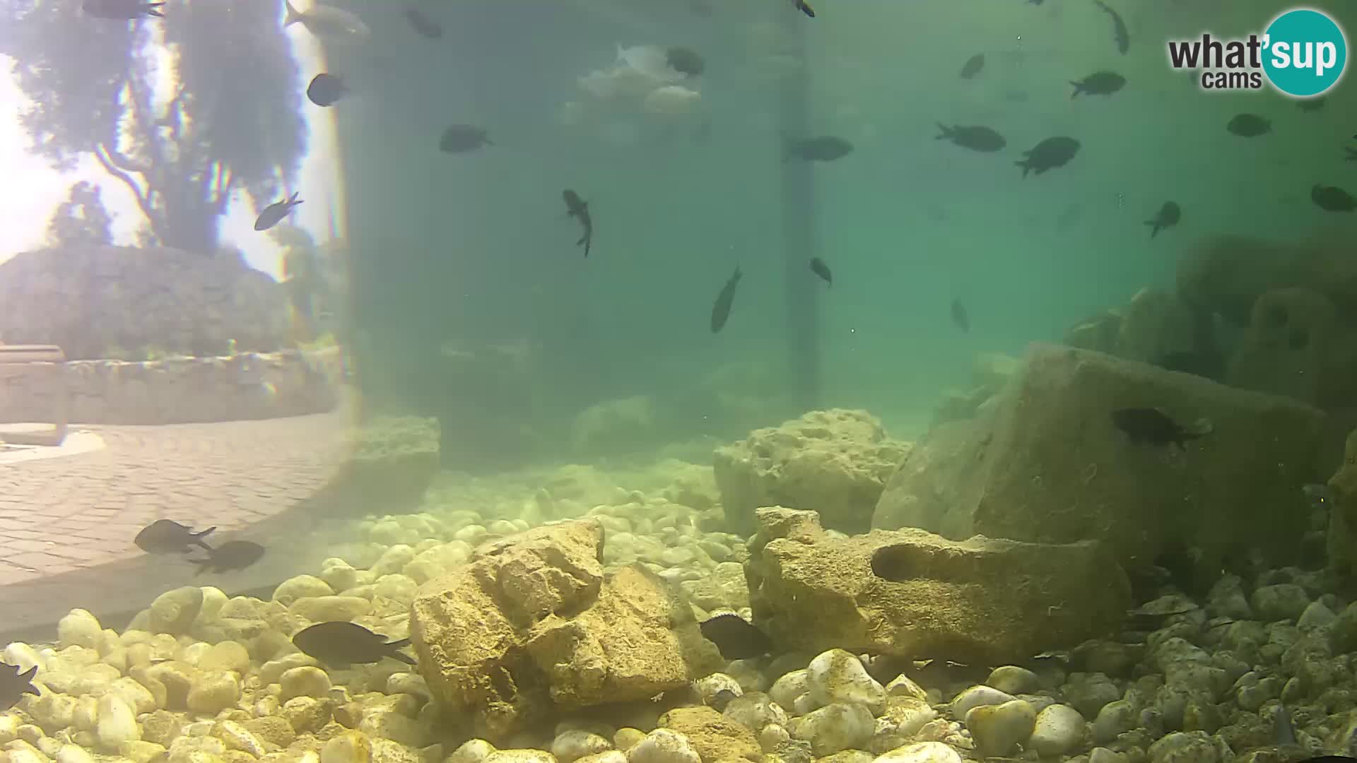 Marine Aquarium im Freien Rogoznica webcam Kroatien