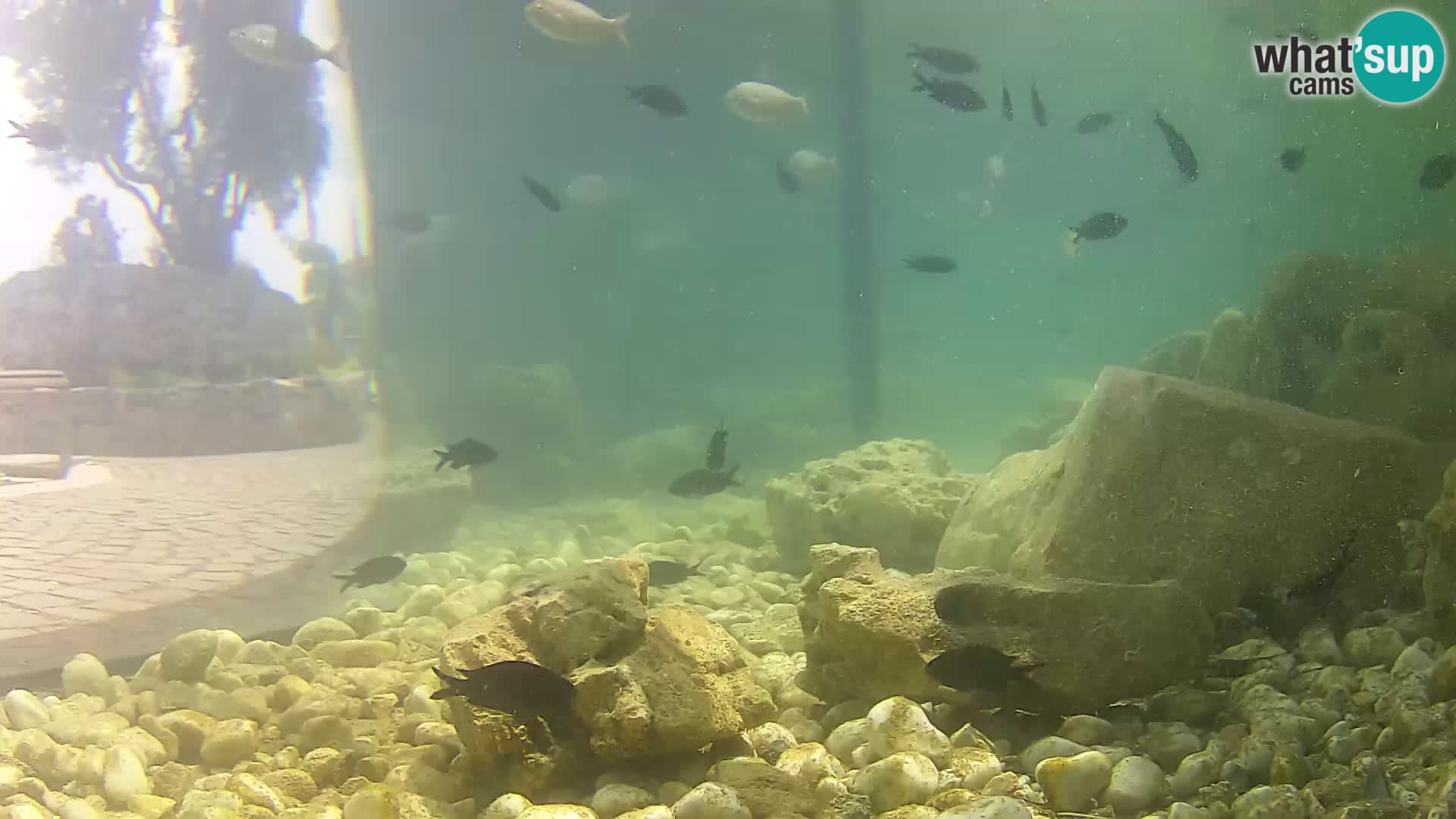 Outdoor Marine Aquarium Rogoznica webcam Croatia
