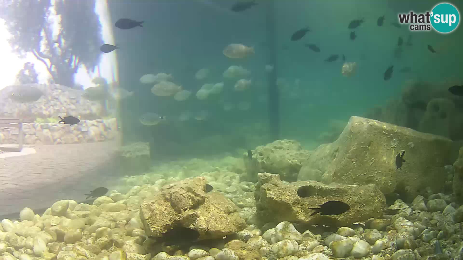 Outdoor Marine Aquarium Rogoznica webcam Croatia